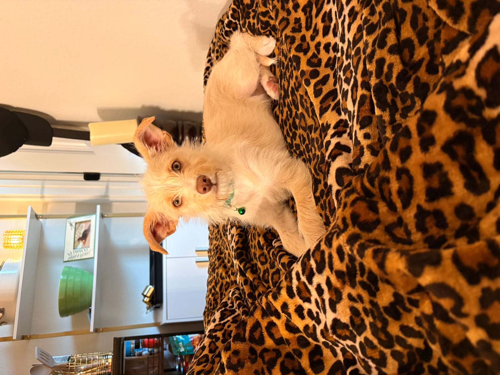 Petspiration Spotlight: Madison