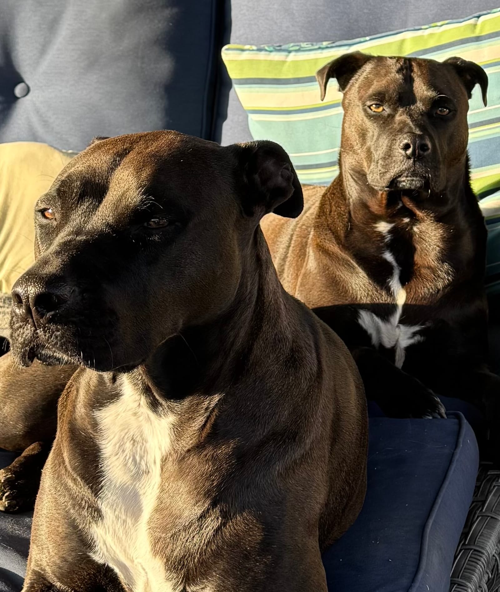 Petspiration Spotlight: Madison and Daisy