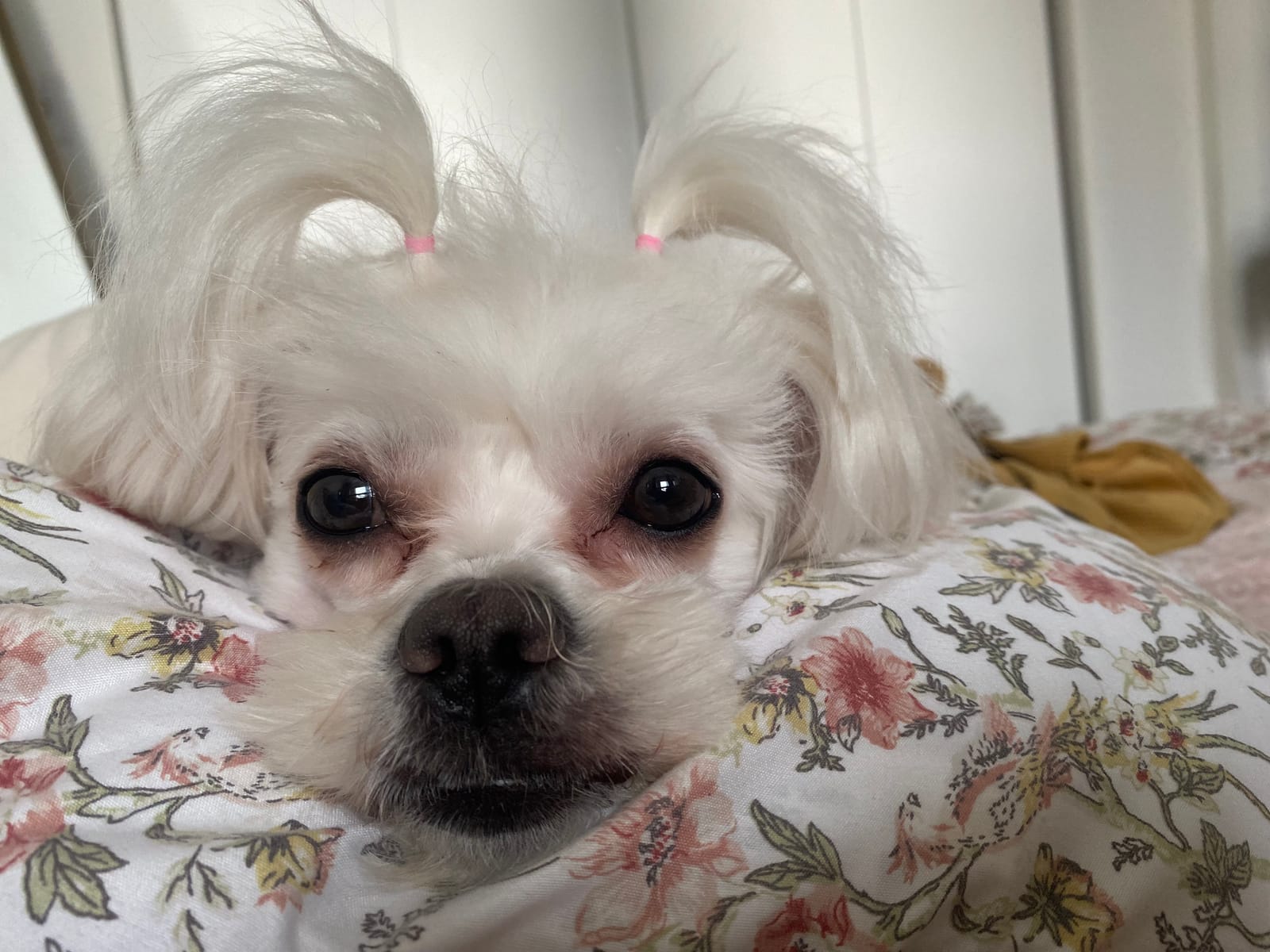 Petspiration Spotlight: Magee