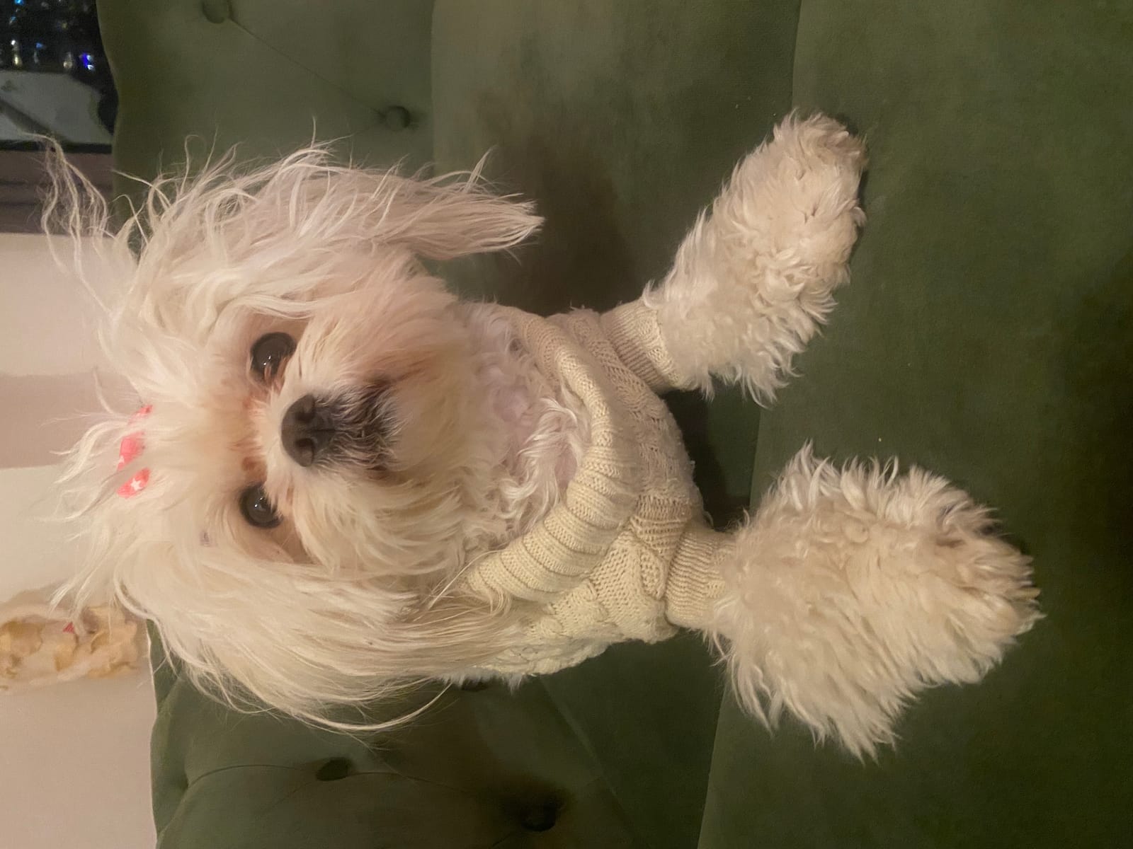 Petspiration Spotlight: Magee