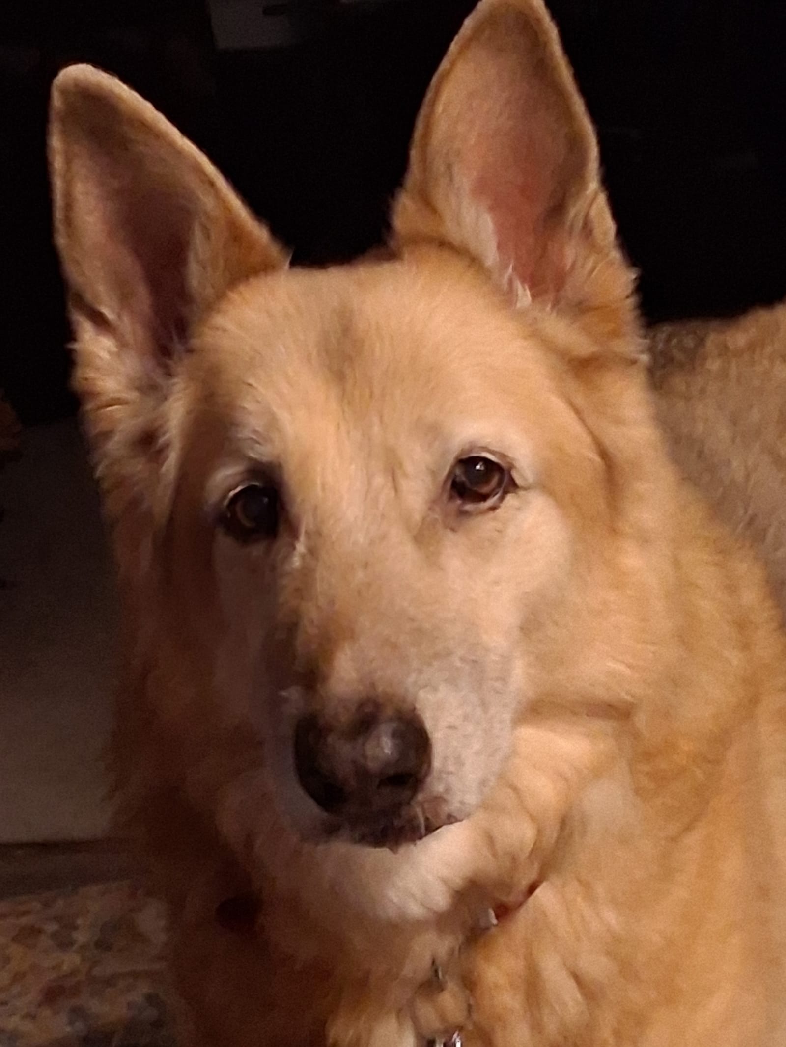 Petspiration Spotlight: Maggie