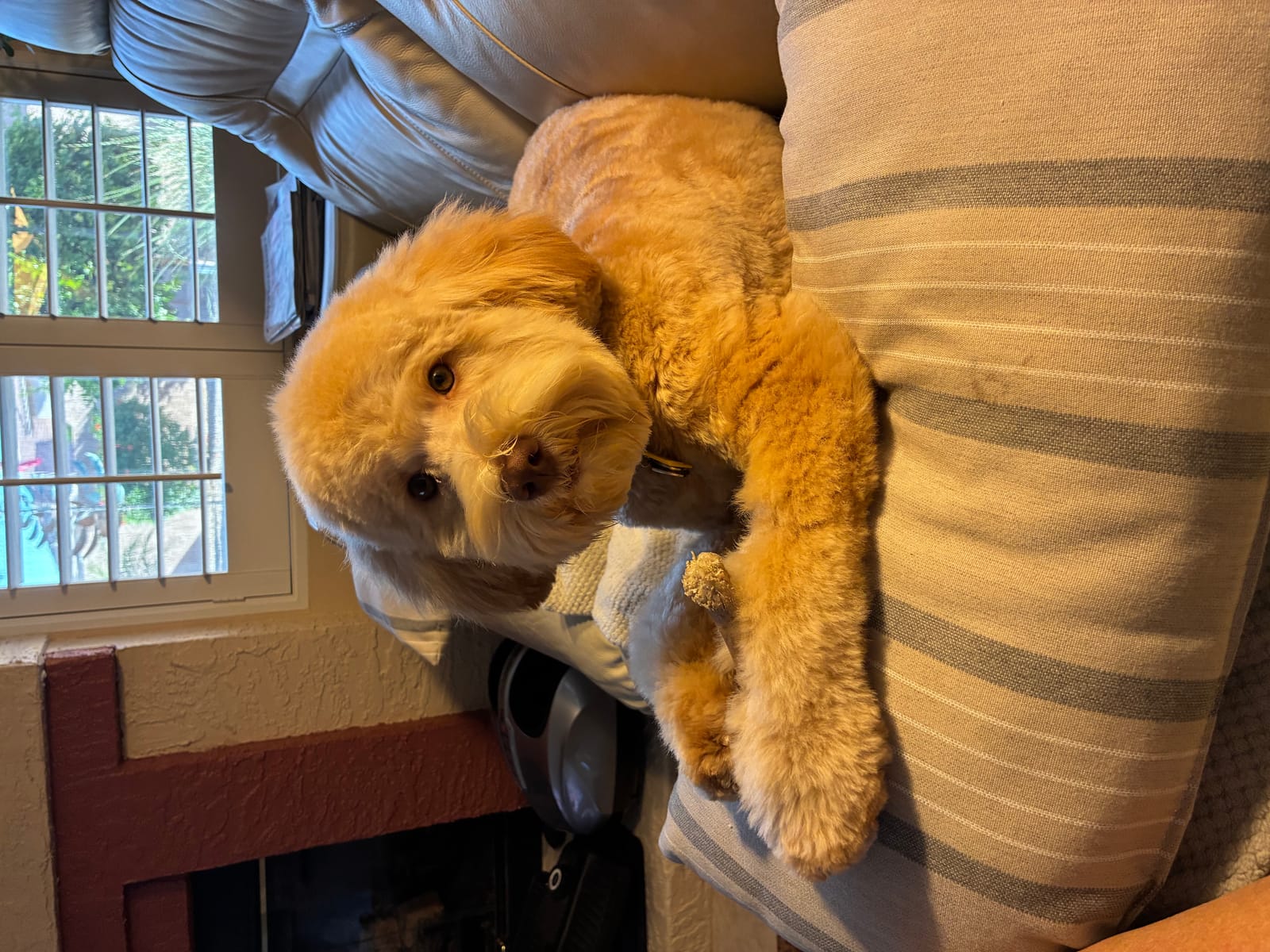 Petspiration Spotlight: Maggie