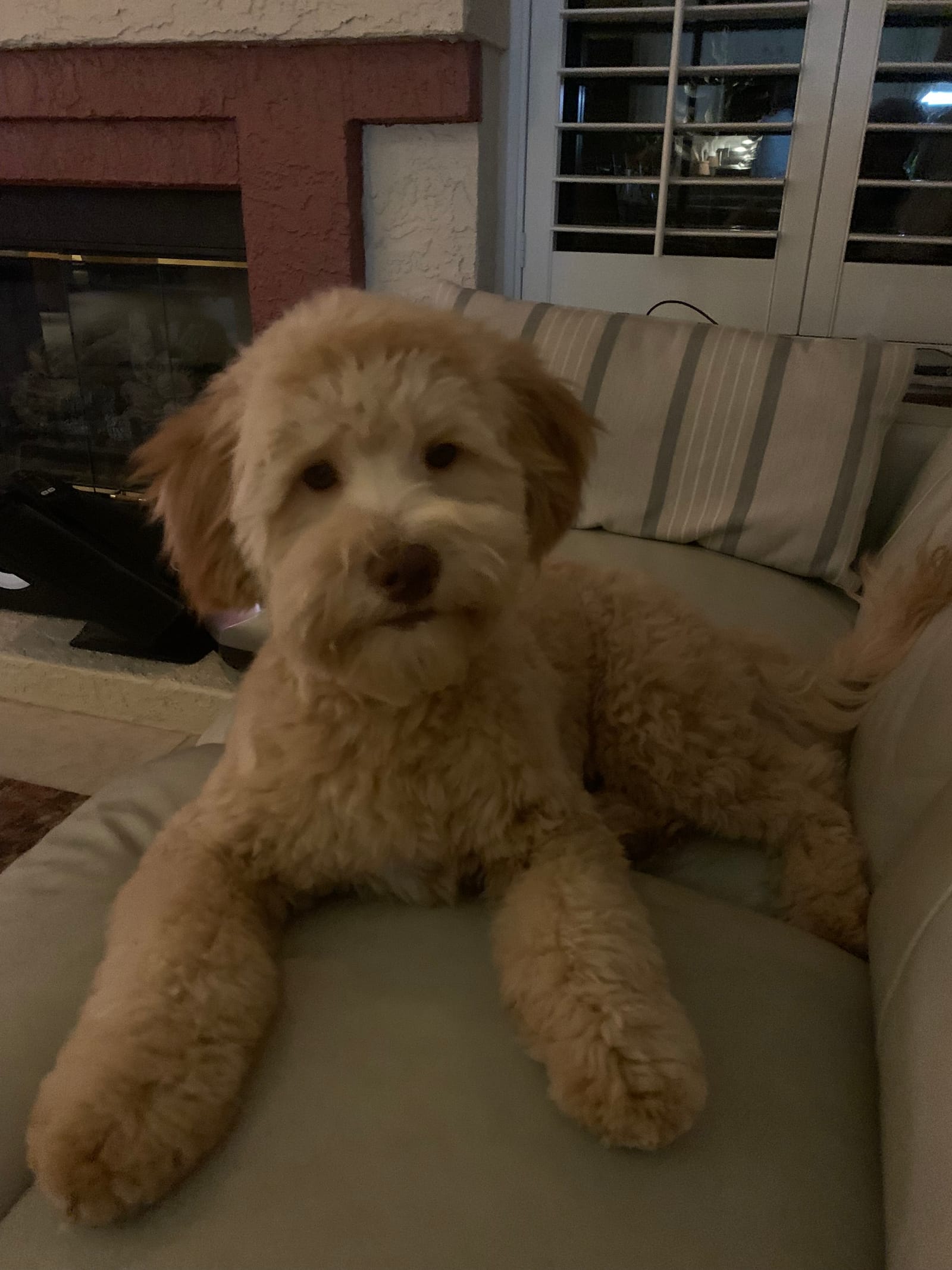 Petspiration Spotlight: Maggie
