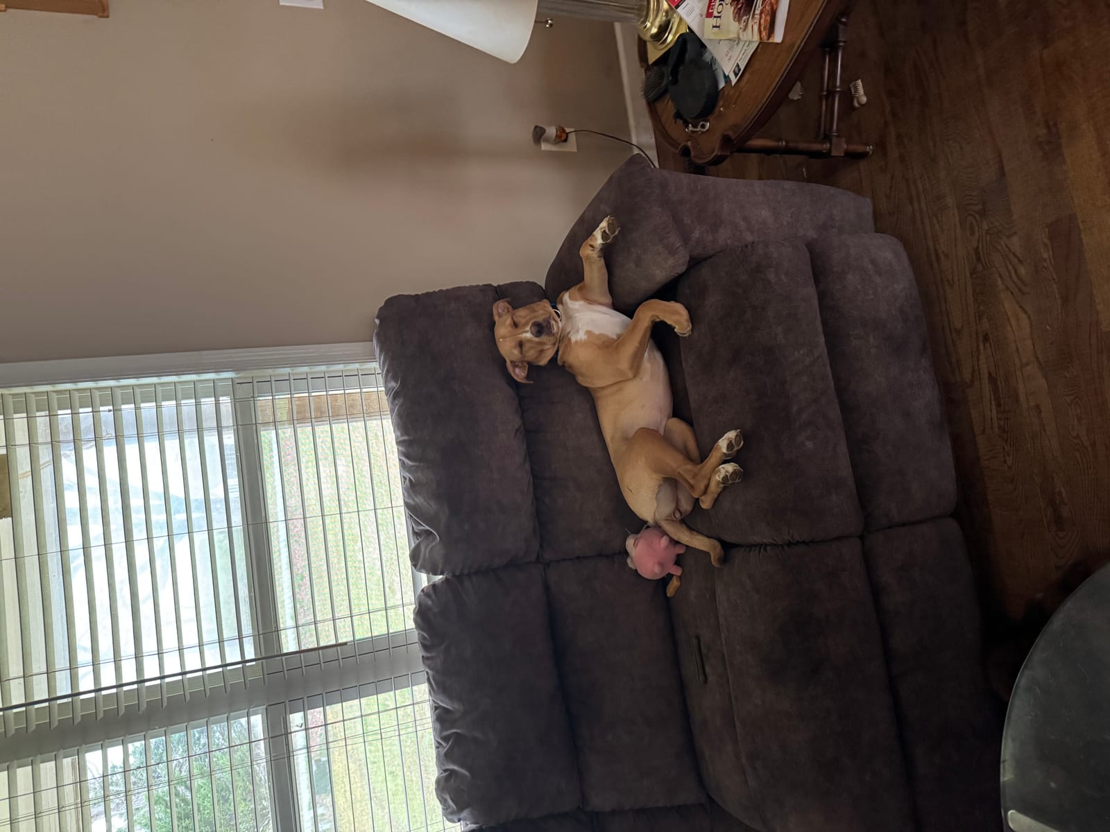 Petspiration Spotlight: Maggie