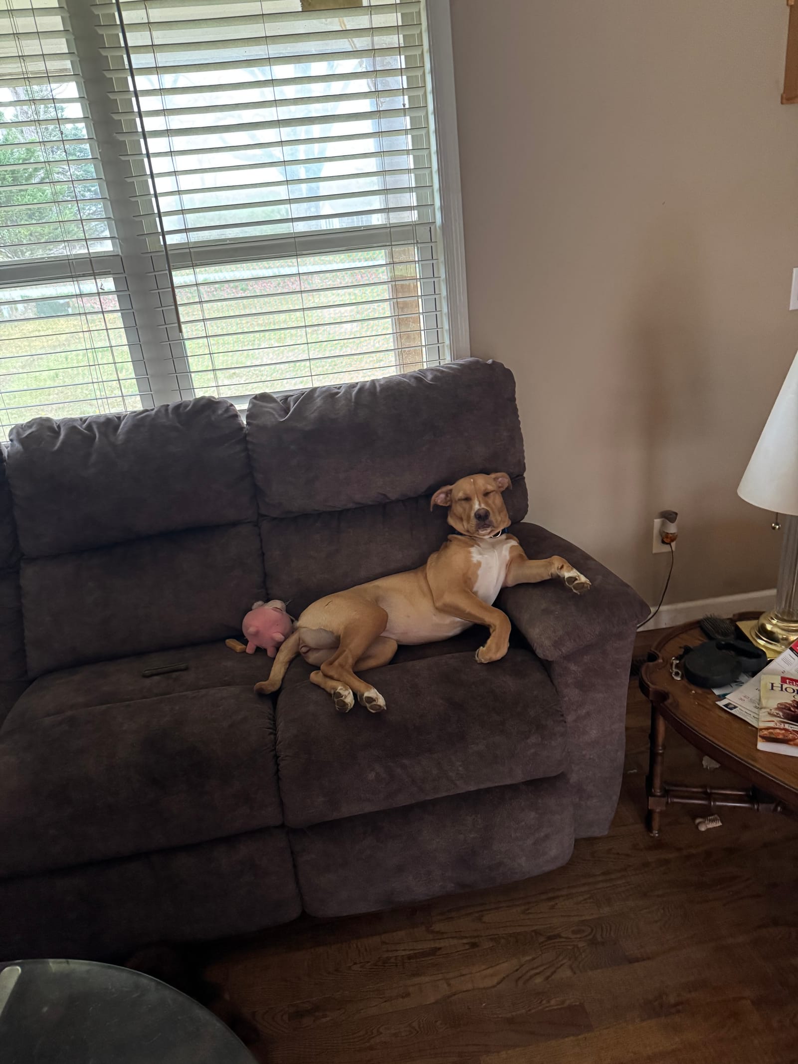 Petspiration Spotlight: Maggie