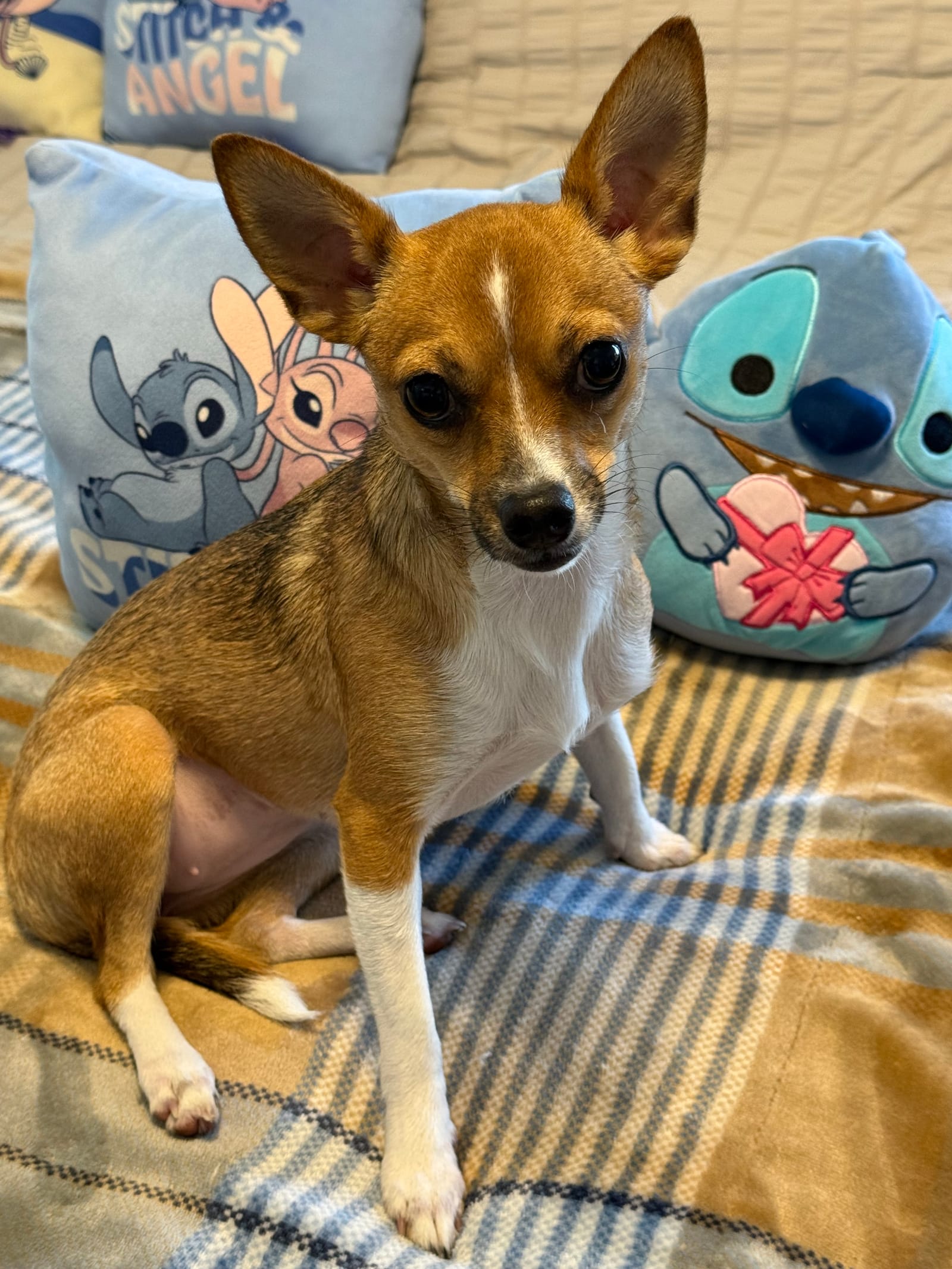 Petspiration Spotlight: Magnolia aka “Maggie”