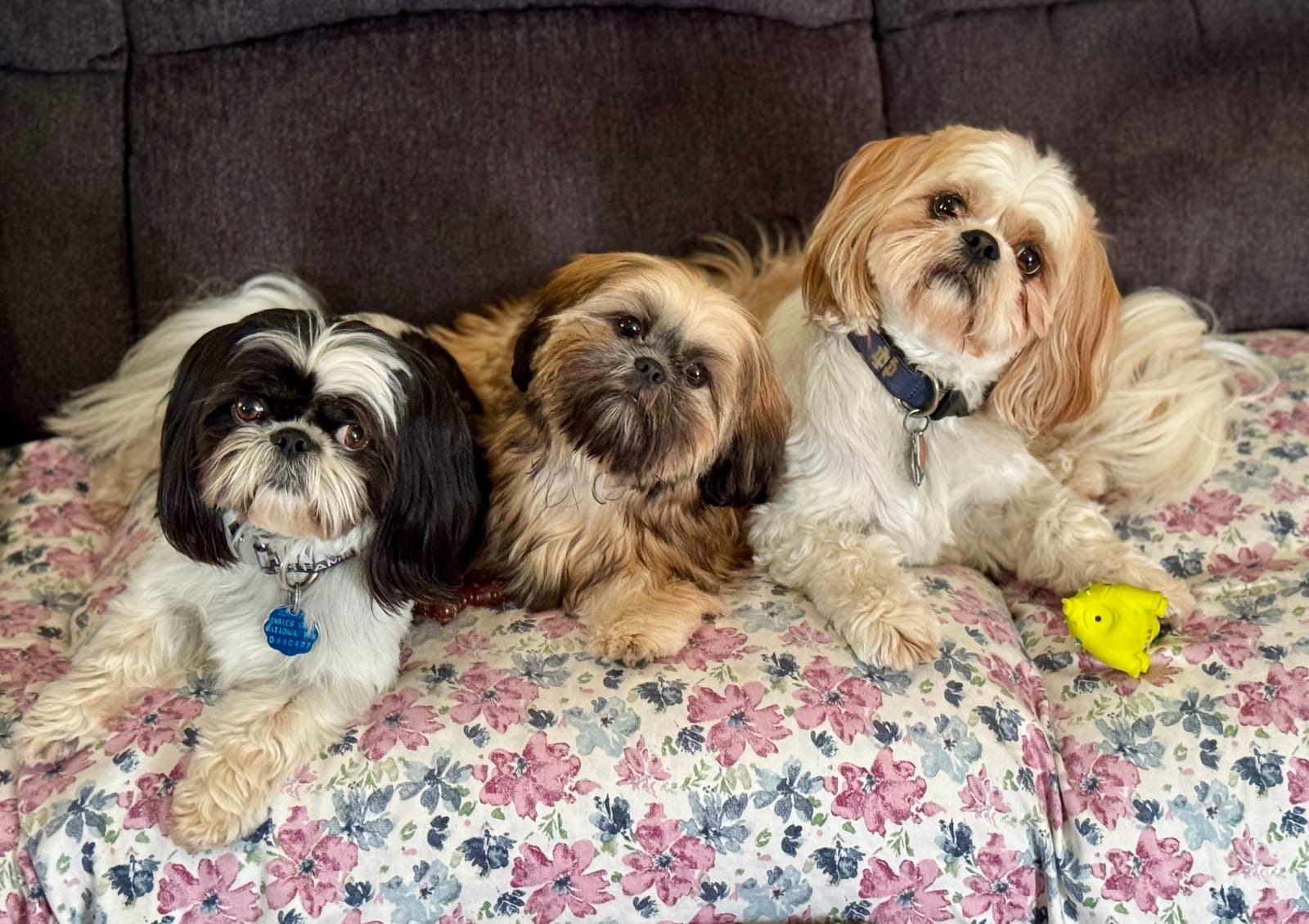 Petspiration Spotlight: Magnum, Jasmine & Oz