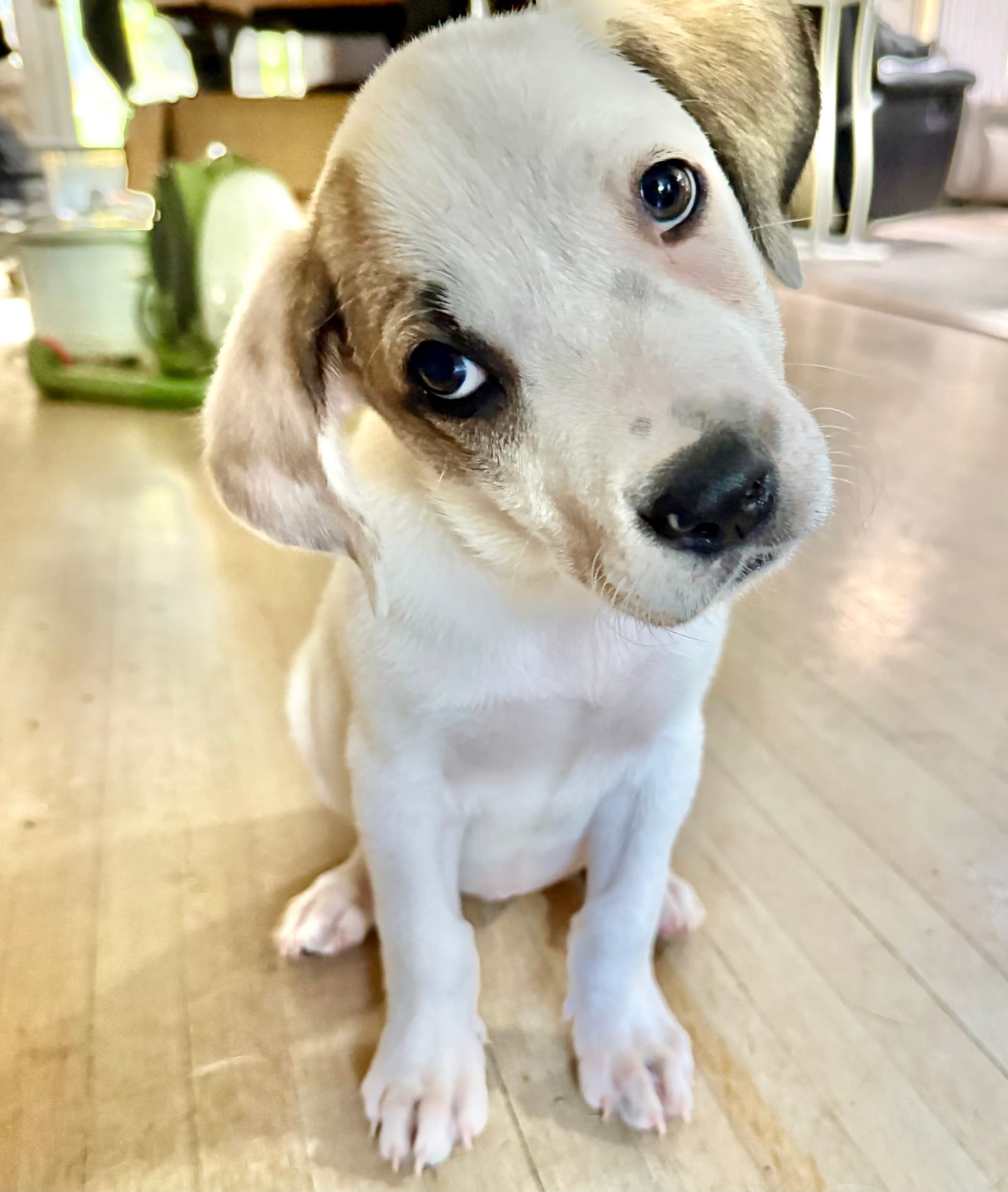Petspiration Spotlight: Maime