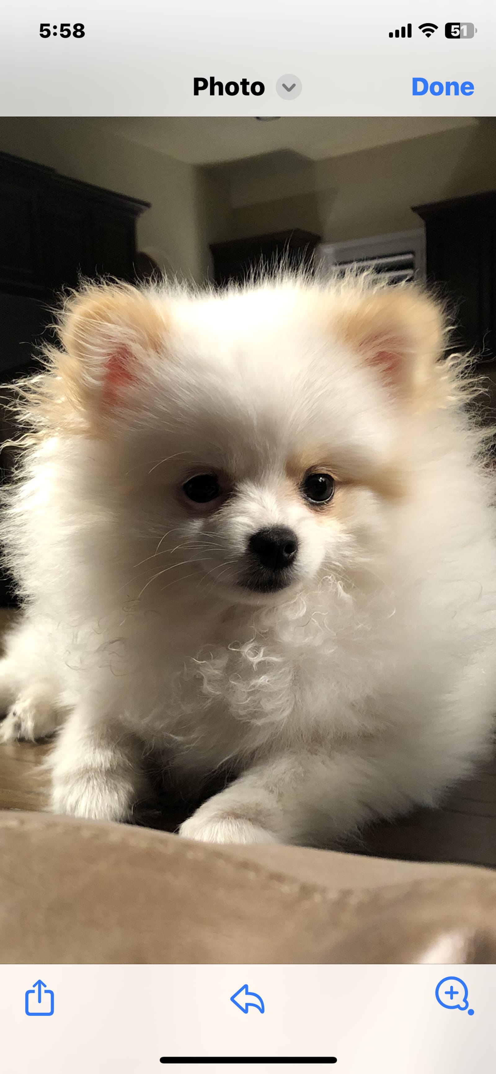 Petspiration Spotlight: Mimi Big Star Maker Snow