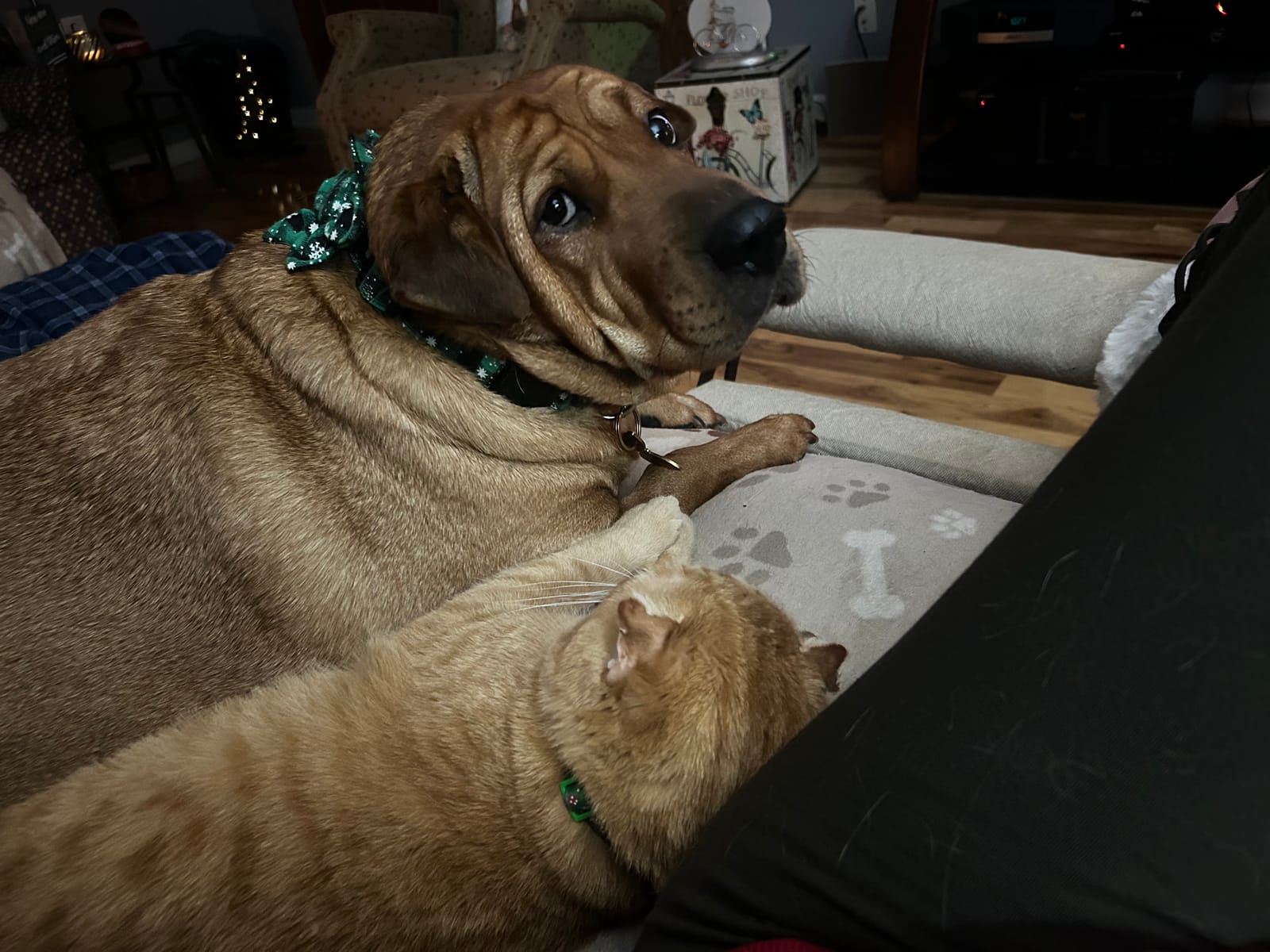 Petspiration Spotlight: Maple