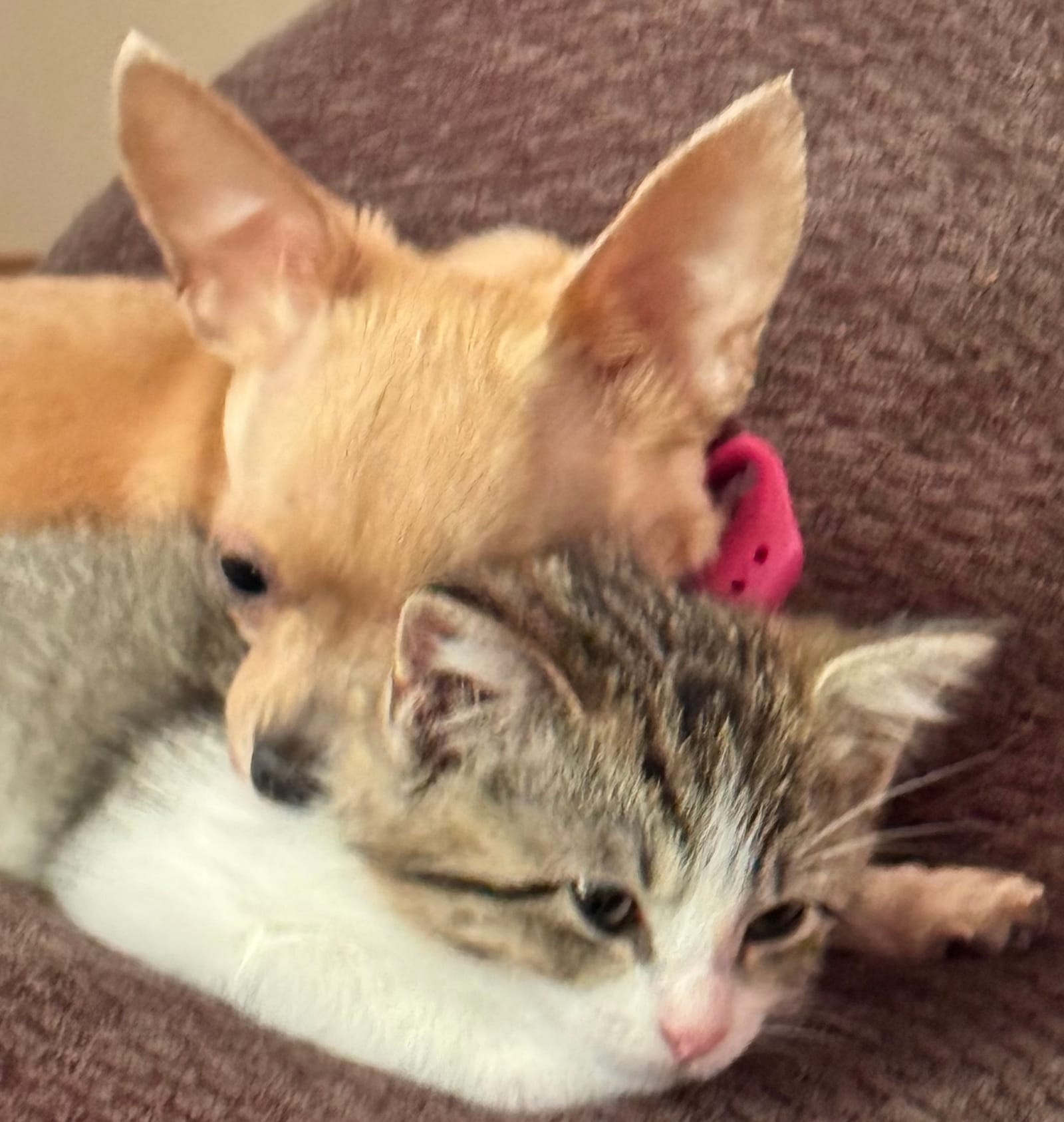 Petspiration Spotlight: Ella. And Margarita