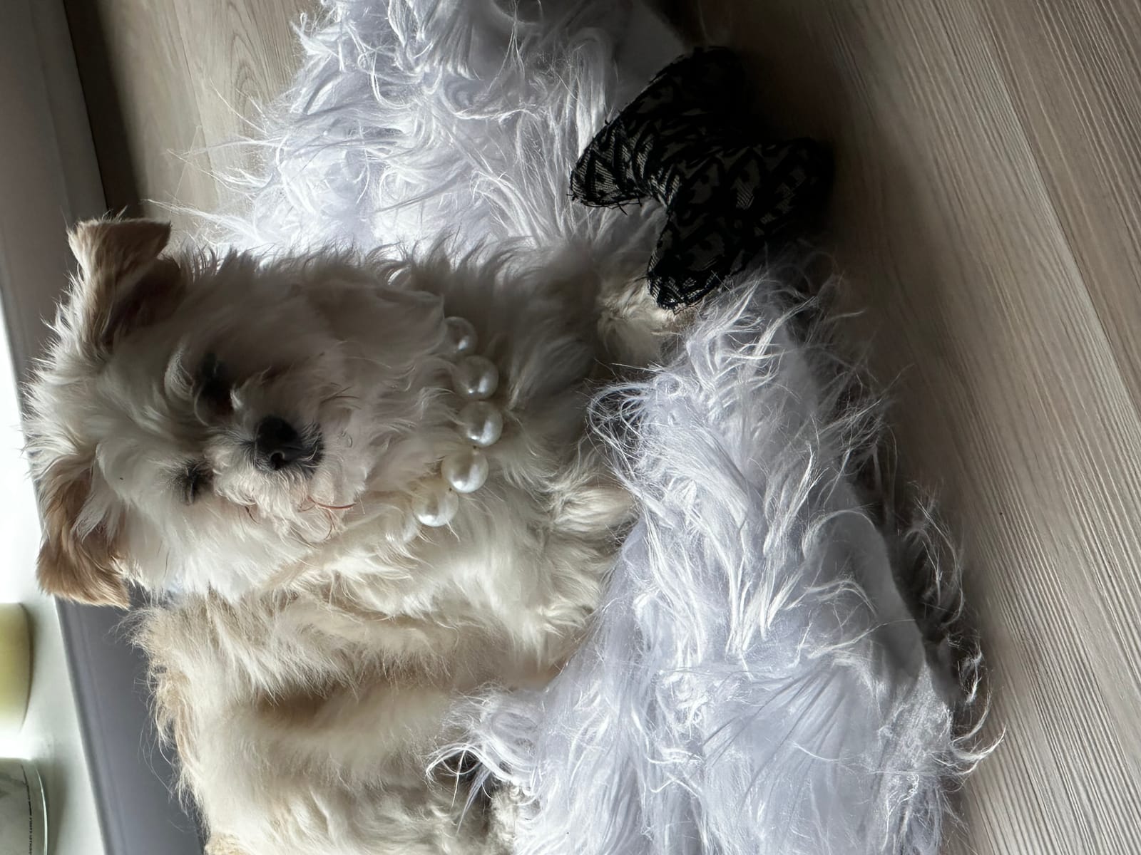 Petspiration Spotlight: Mariah