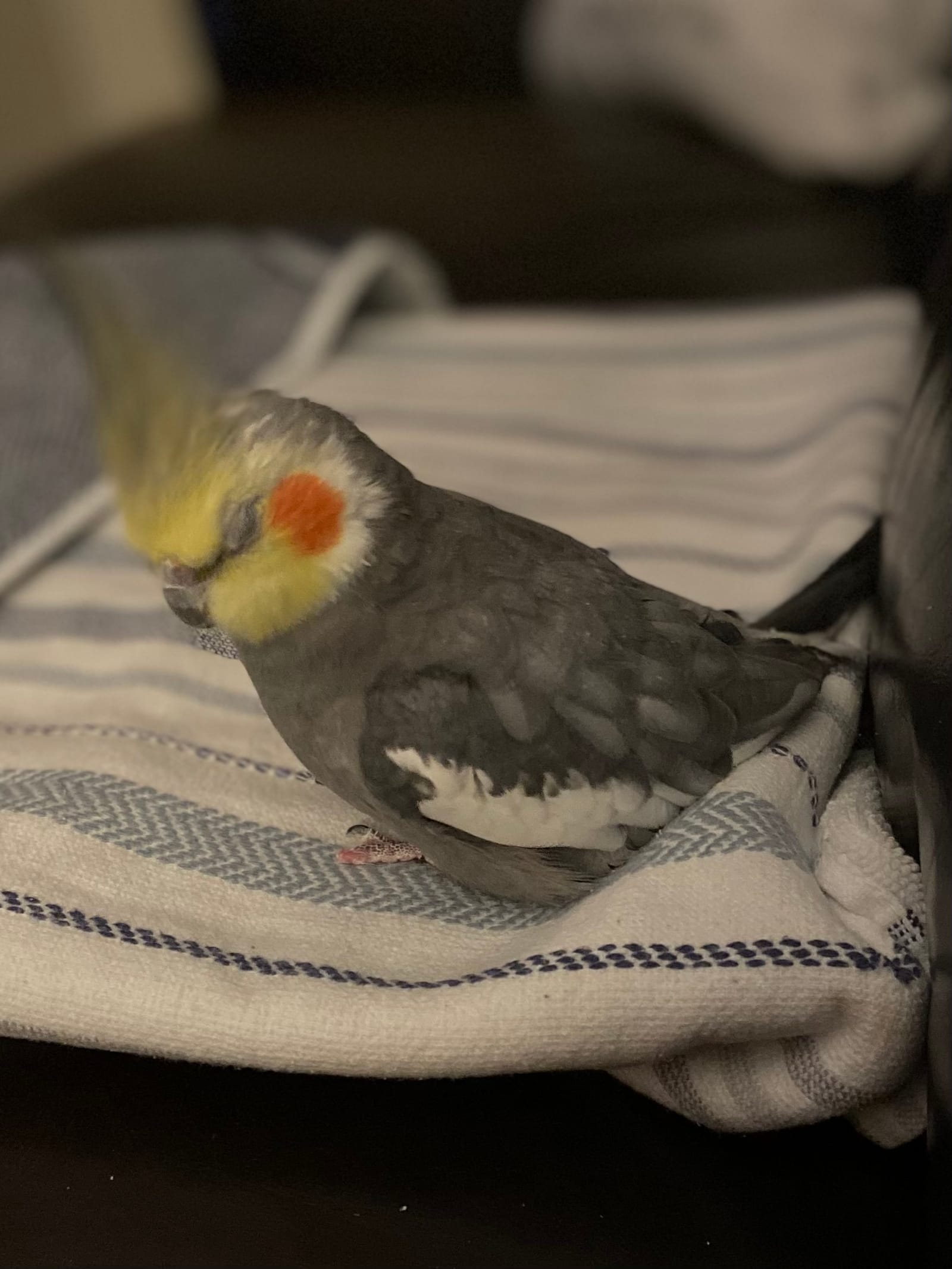 Petspiration Spotlight: Marshall