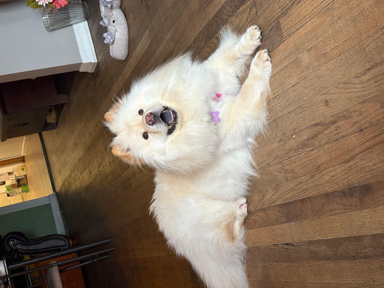 Petspiration Spotlight: Marshmallow