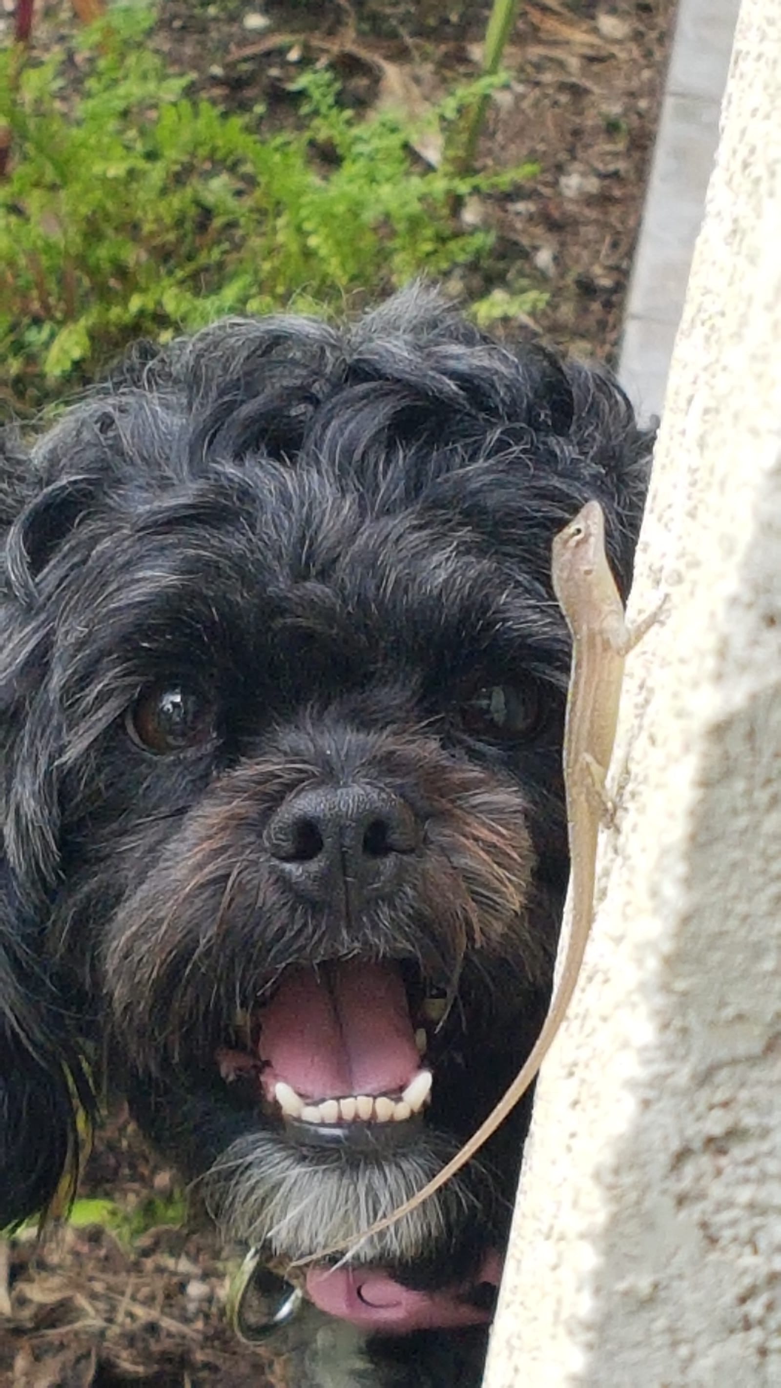 Petspiration Spotlight: Martha