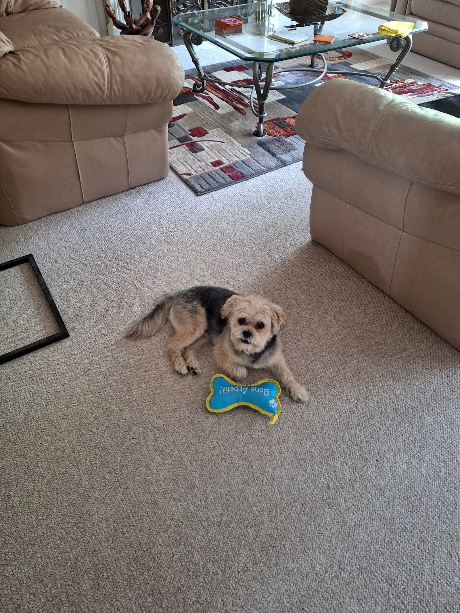 Petspiration Spotlight: Mason