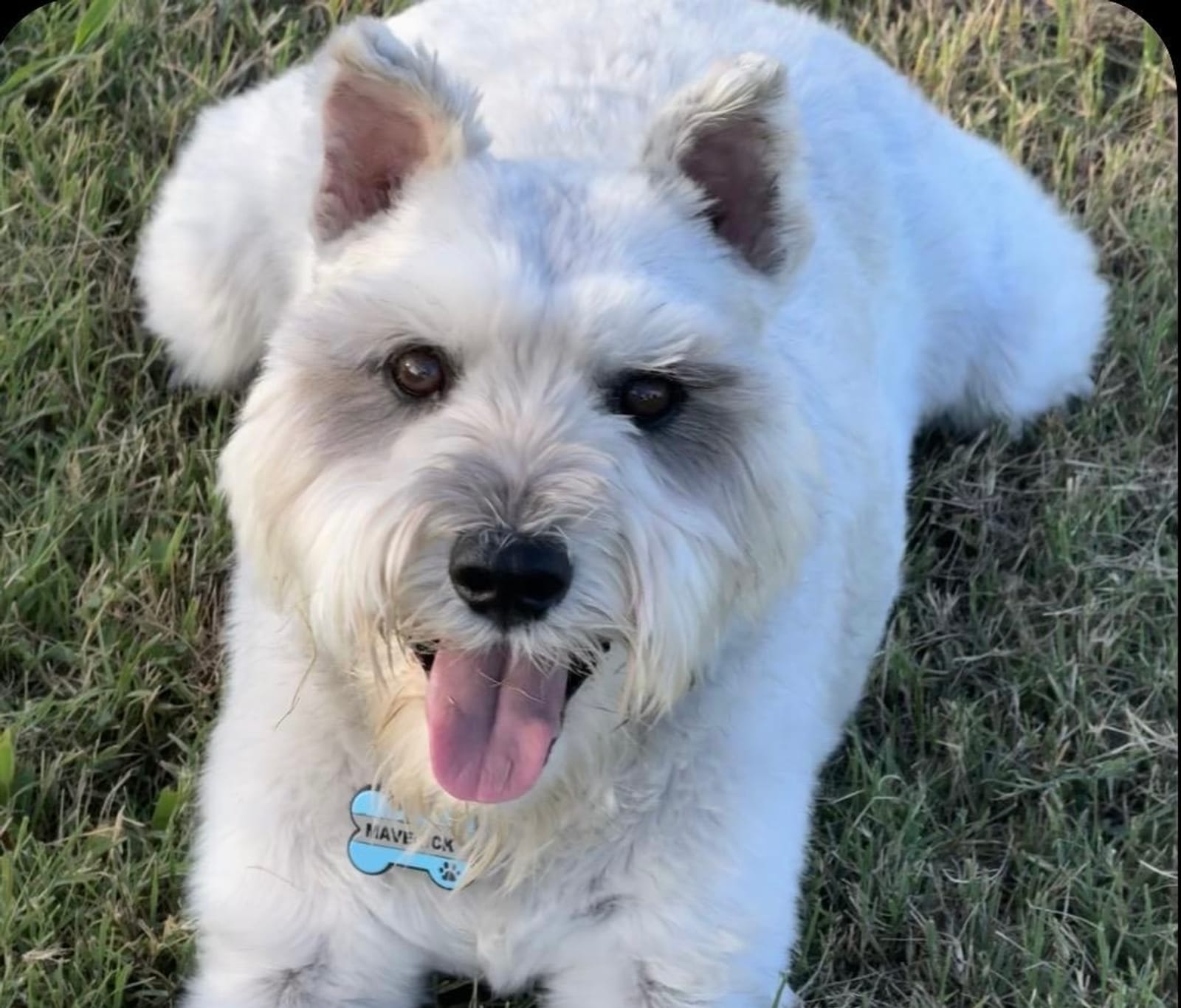 Petspiration Spotlight: Maverick