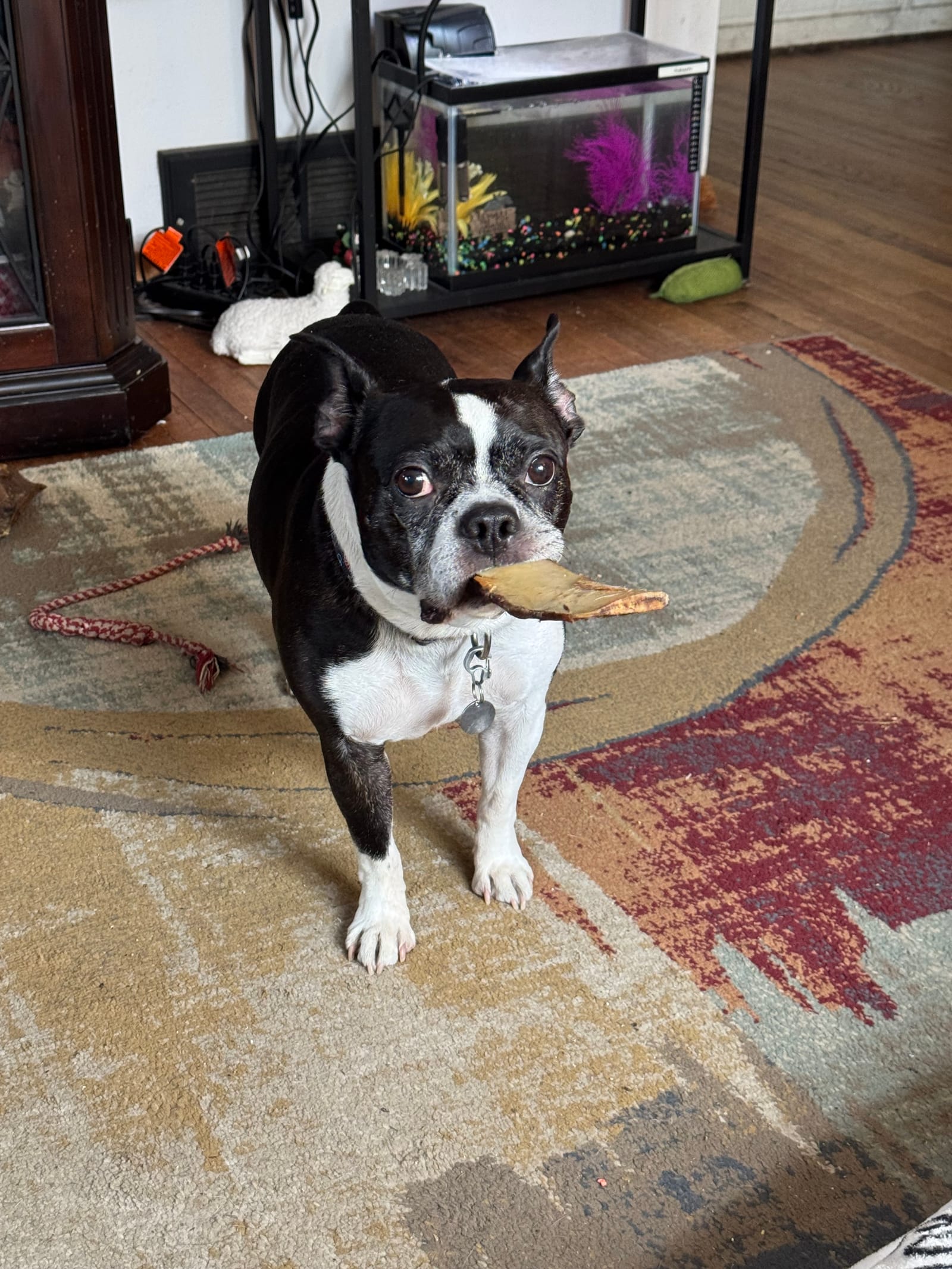 Petspiration Spotlight: Maximus