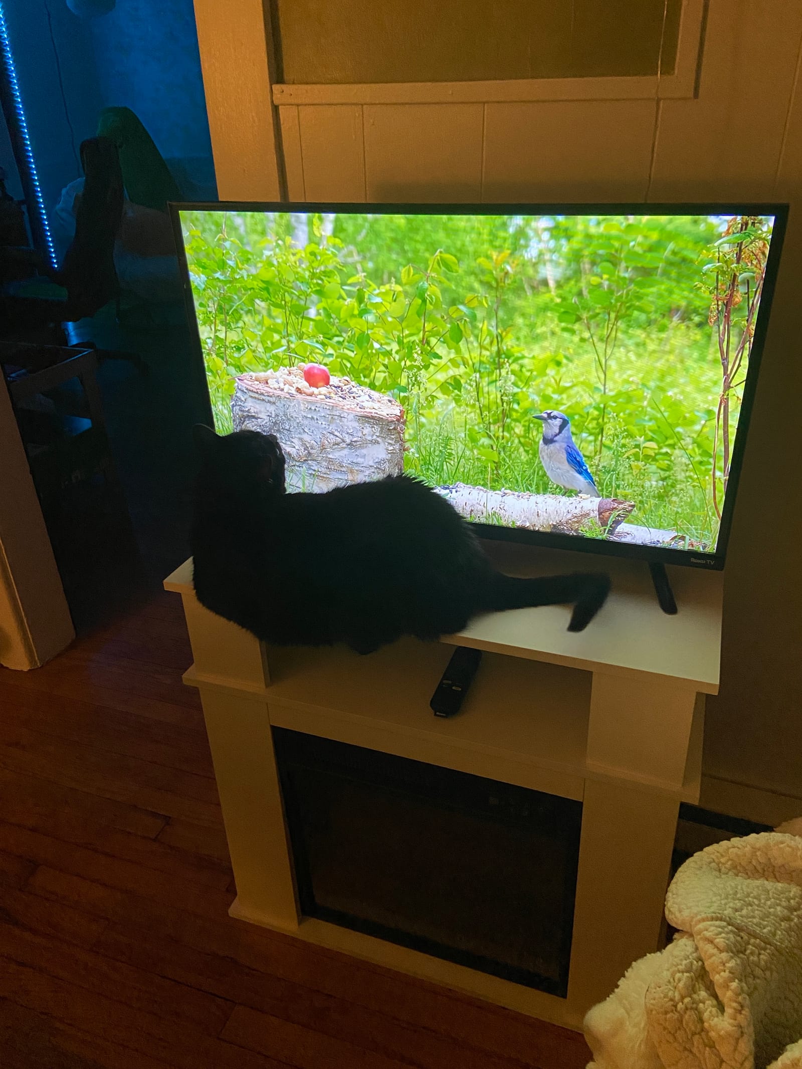 Petspiration Spotlight: Maximus