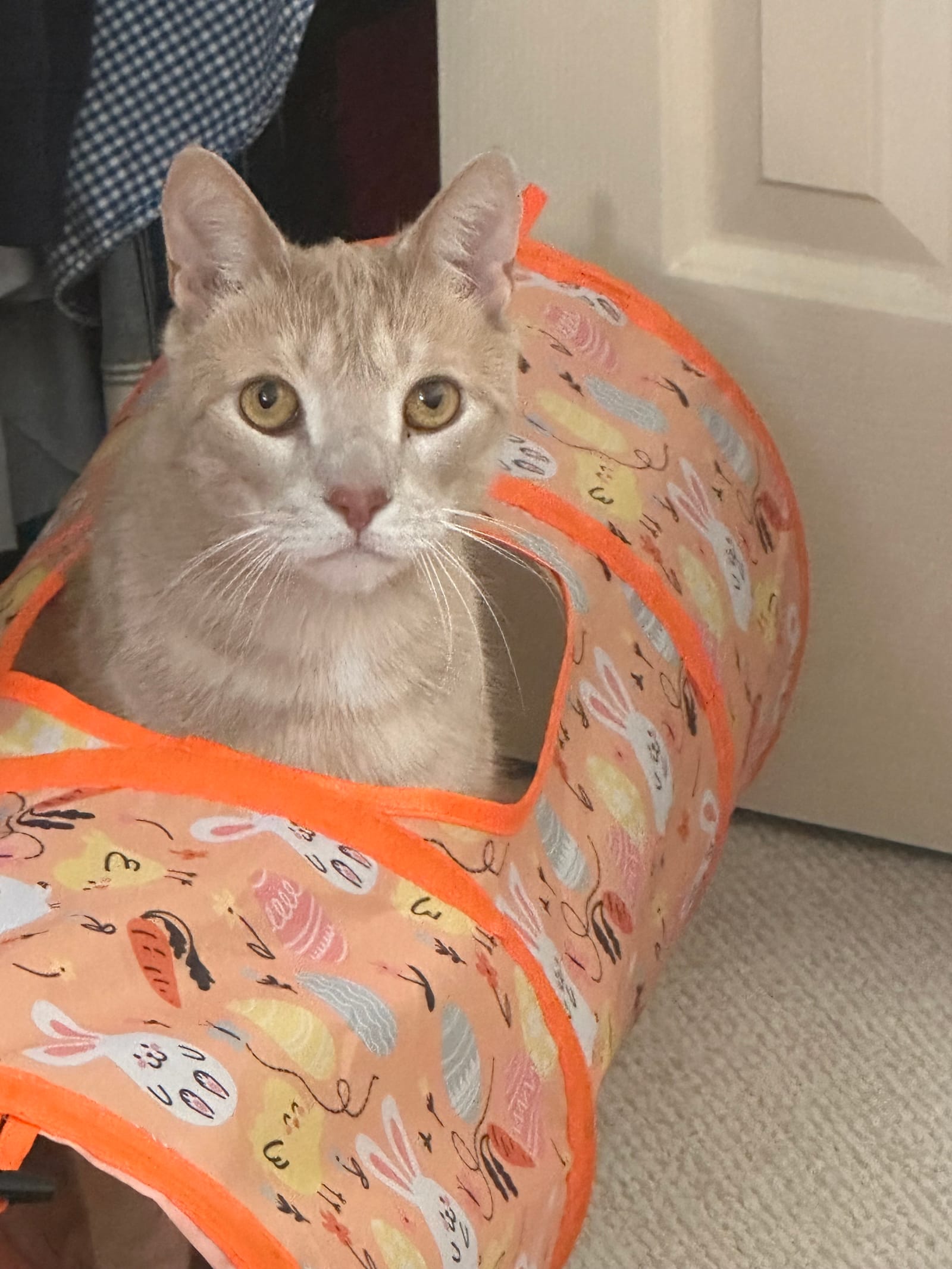 Petspiration Spotlight: Maxwell