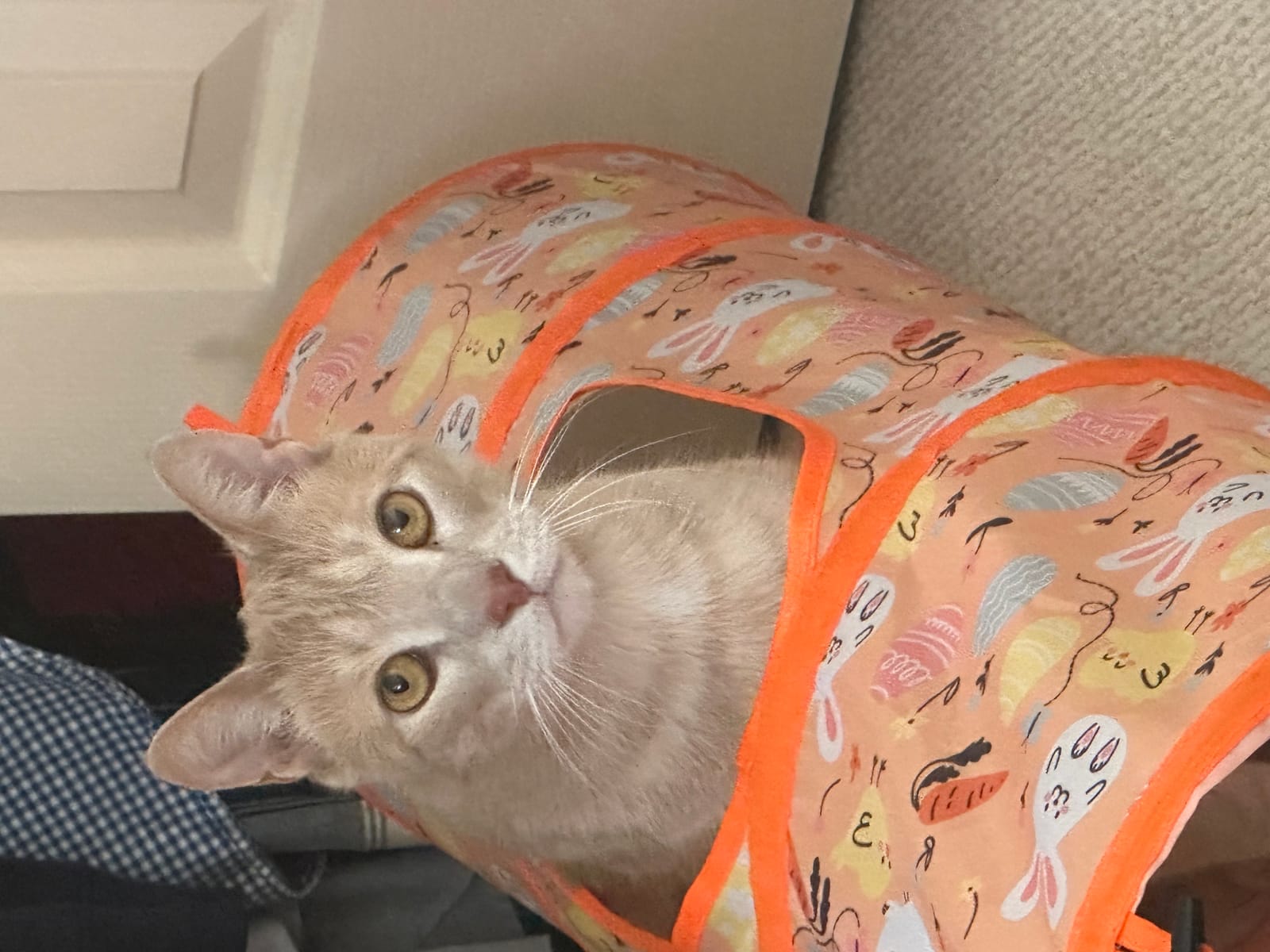 Petspiration Spotlight: Maxwell