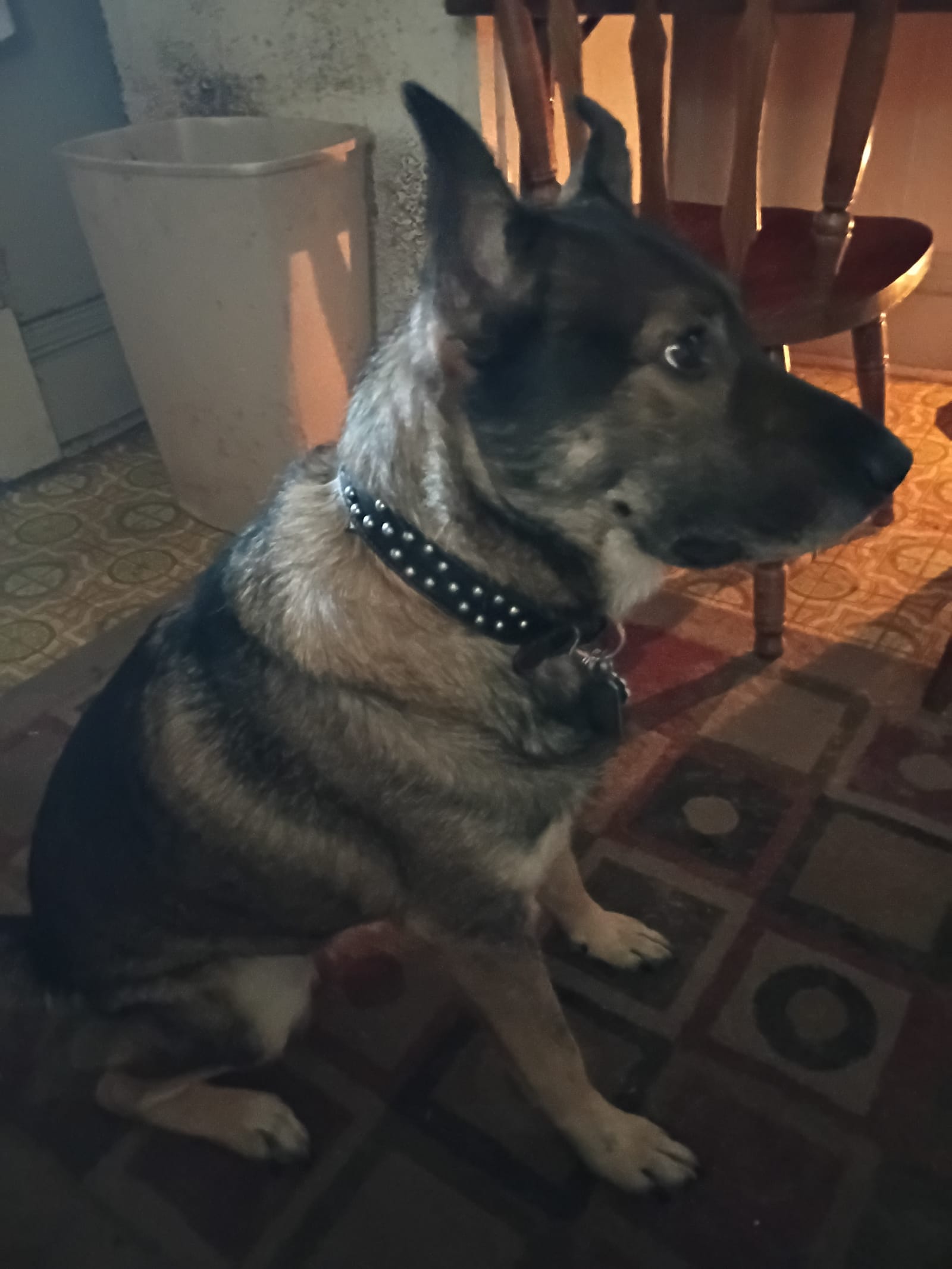 Petspiration Spotlight: Maxwell