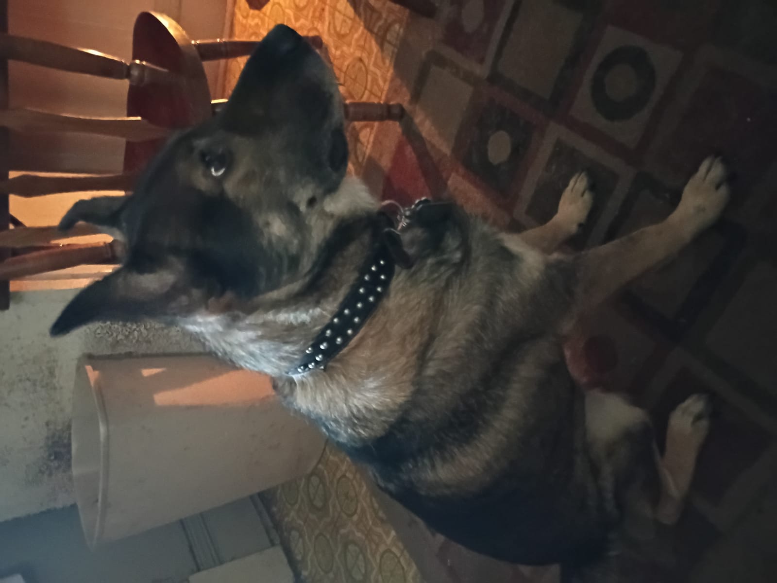 Petspiration Spotlight: Maxwell