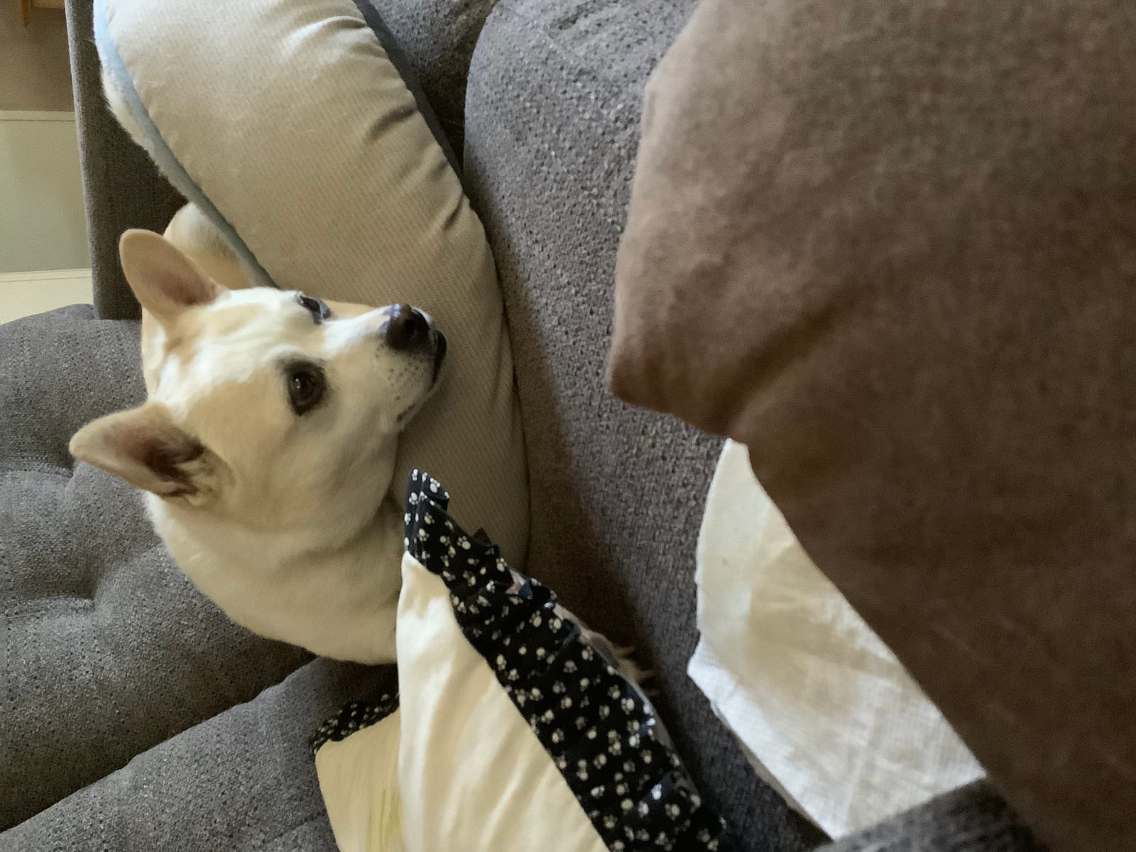 Petspiration Spotlight: Megan