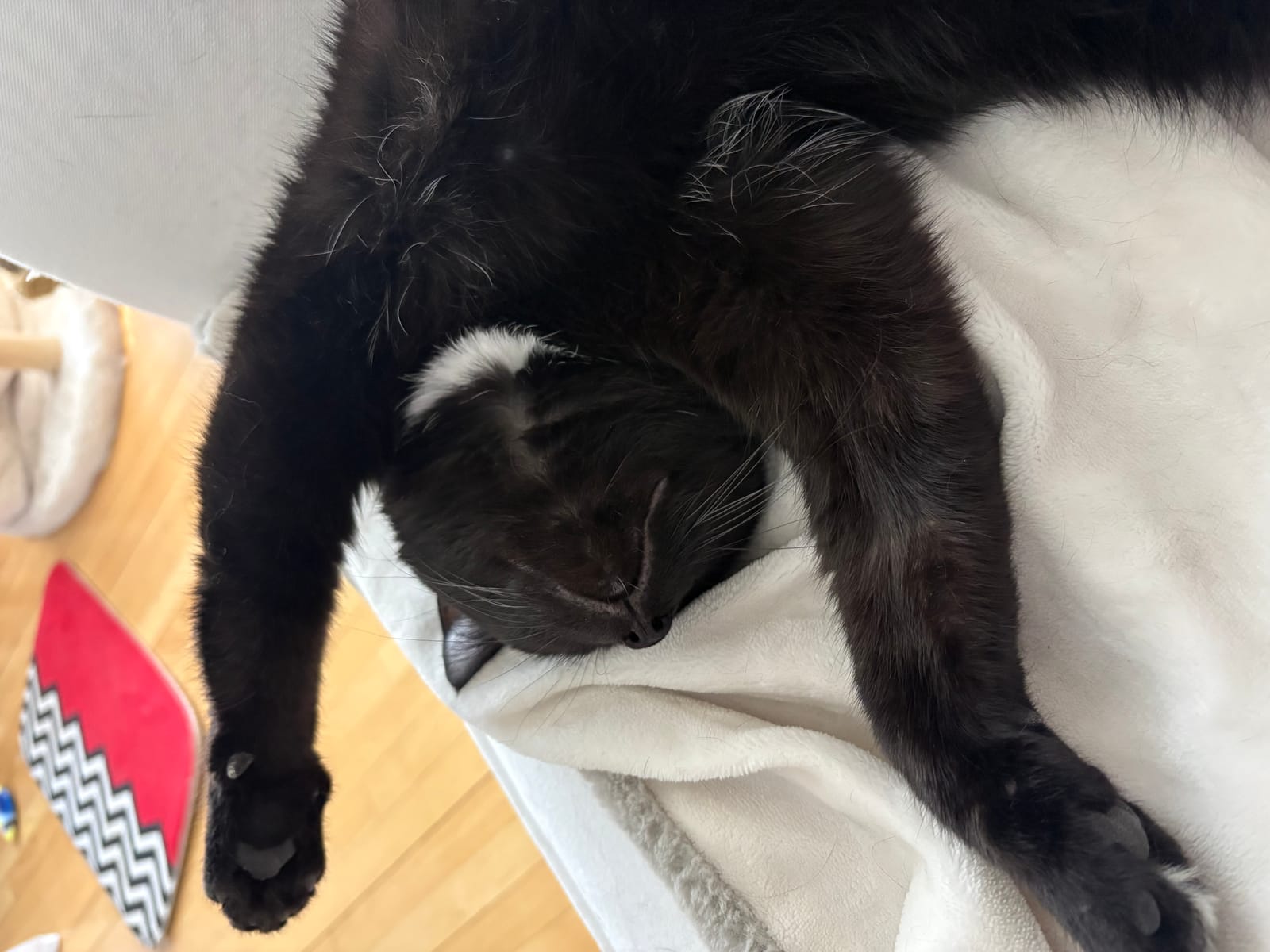 Petspiration Spotlight: Mellie