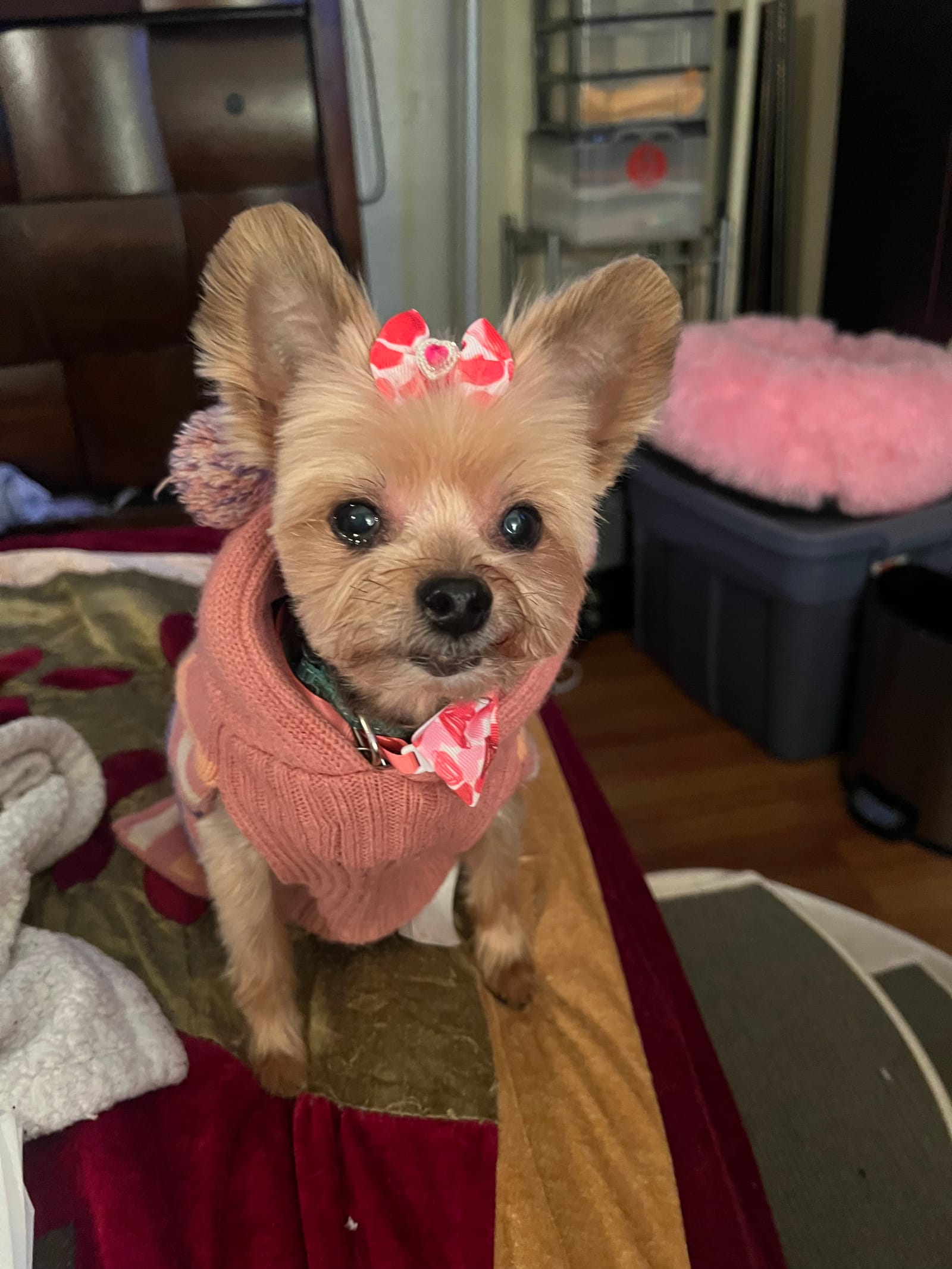 Petspiration Spotlight: Mellow