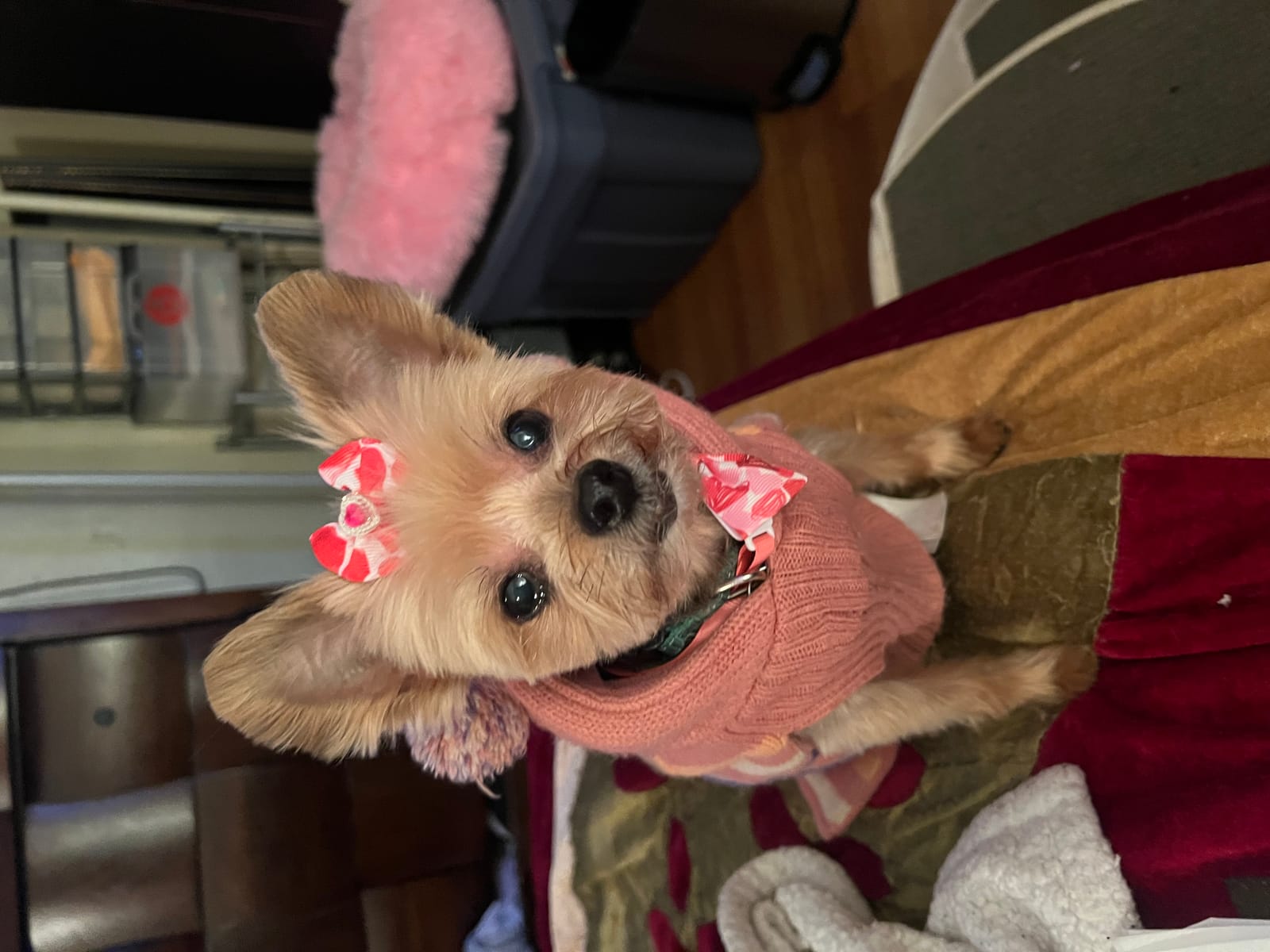 Petspiration Spotlight: Mellow