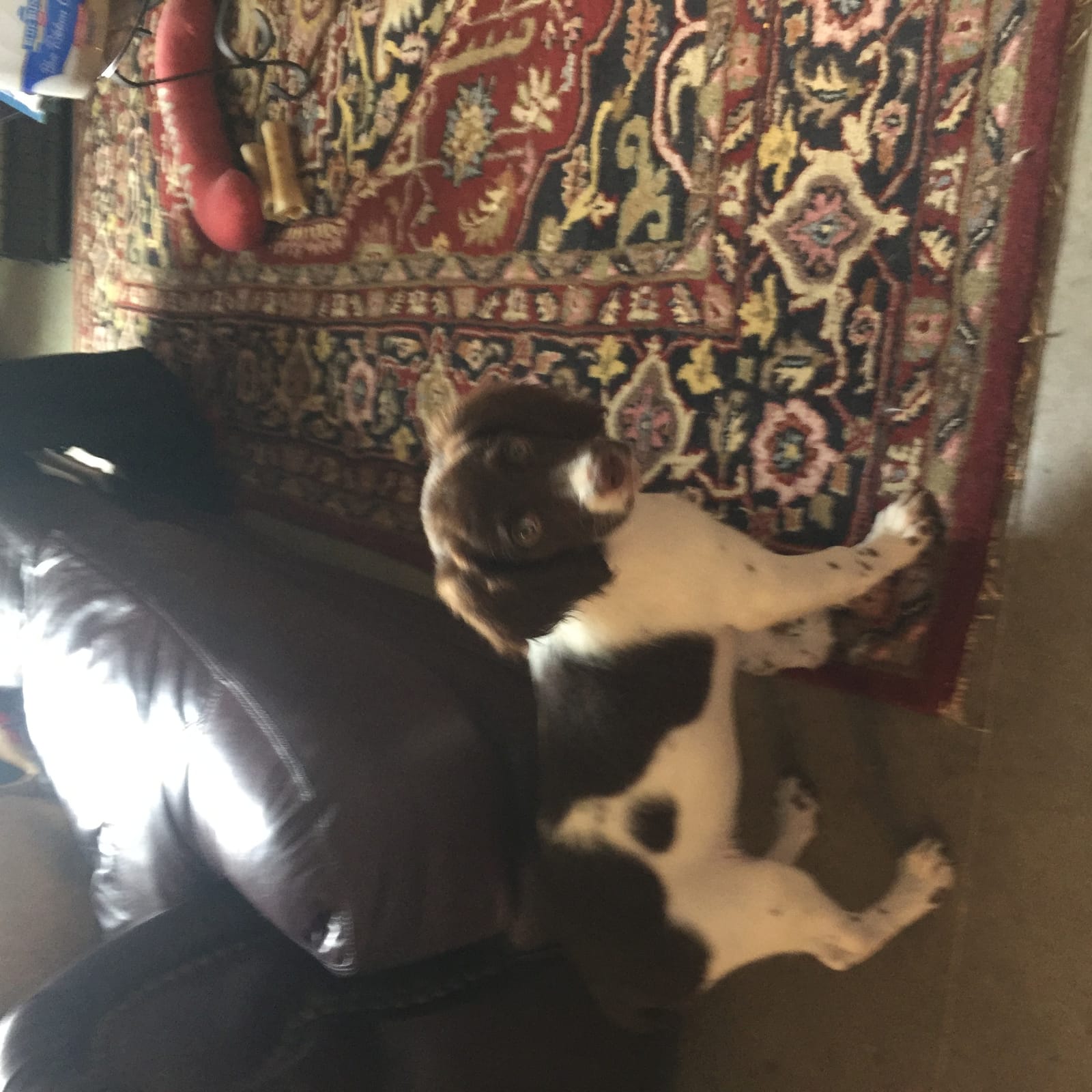 Petspiration Spotlight: Memphis