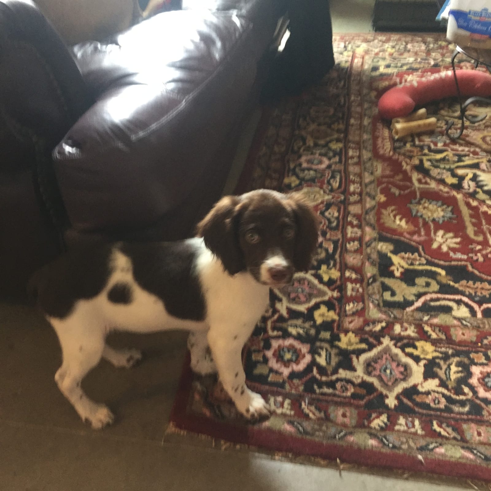 Petspiration Spotlight: Memphis