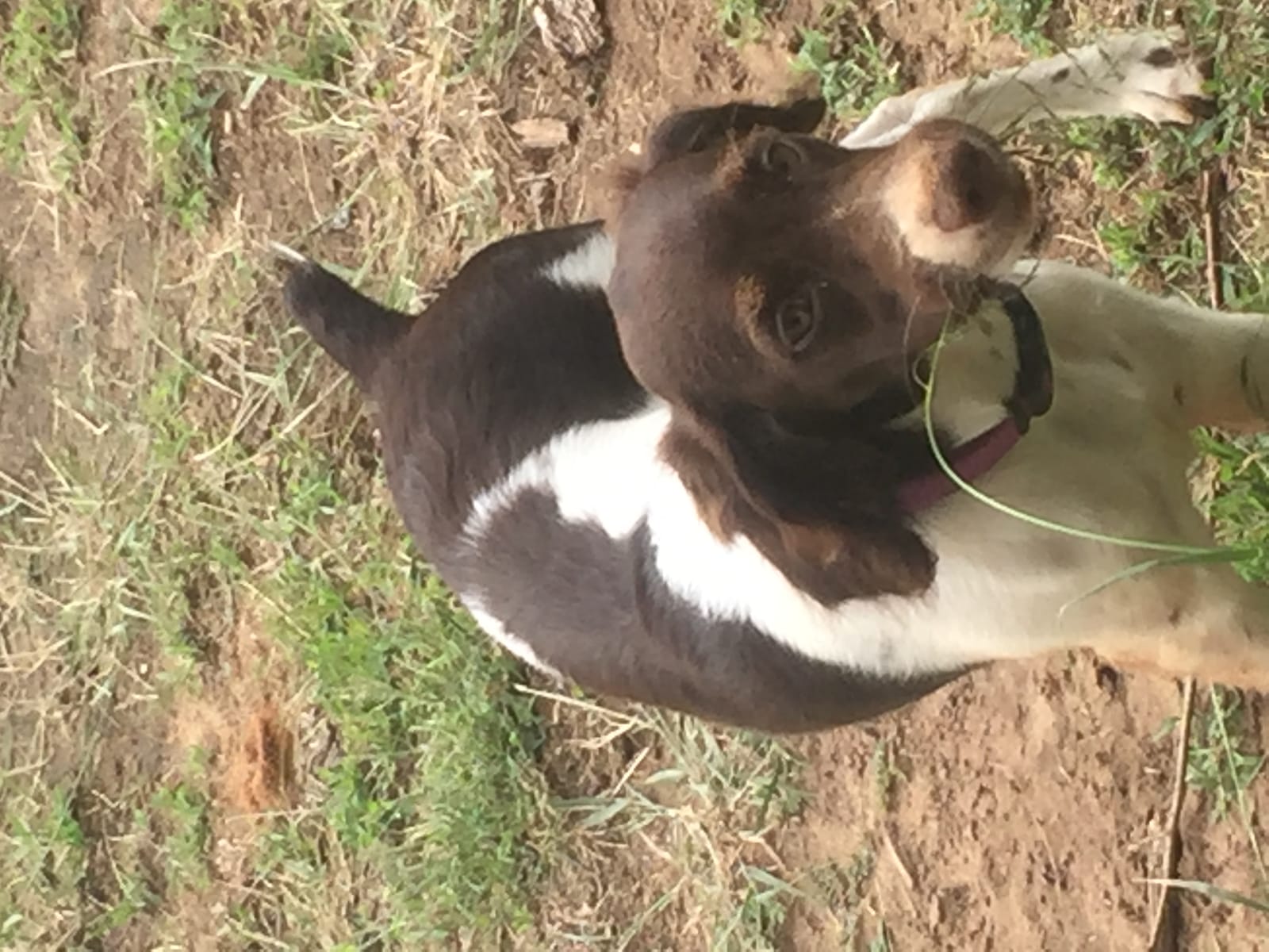 Petspiration Spotlight: Memphis