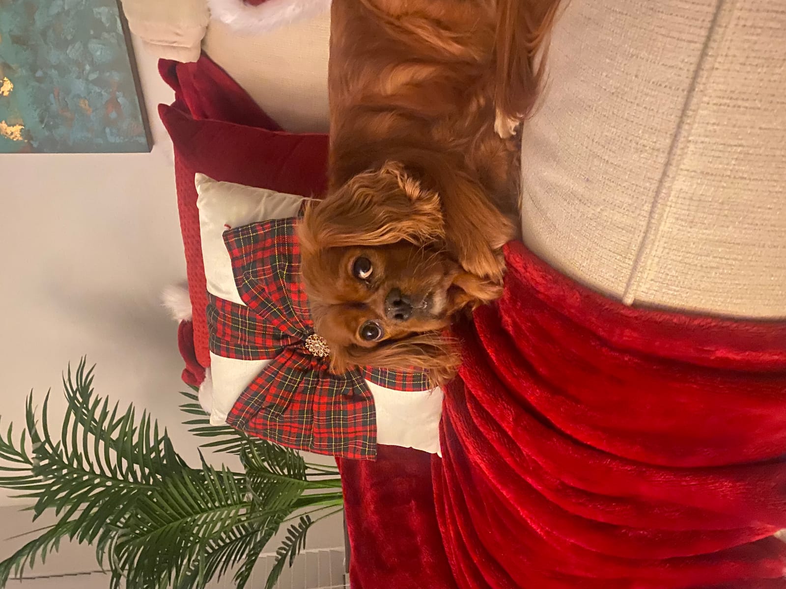 Petspiration Spotlight: Merlot