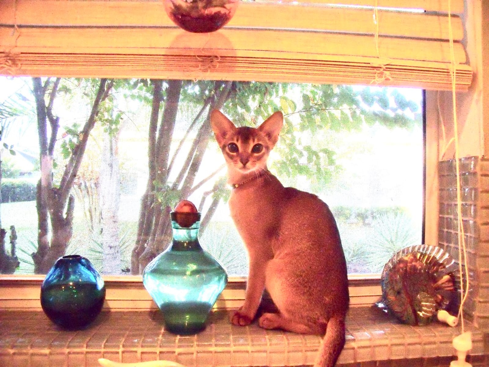 Petspiration Spotlight: Miata
