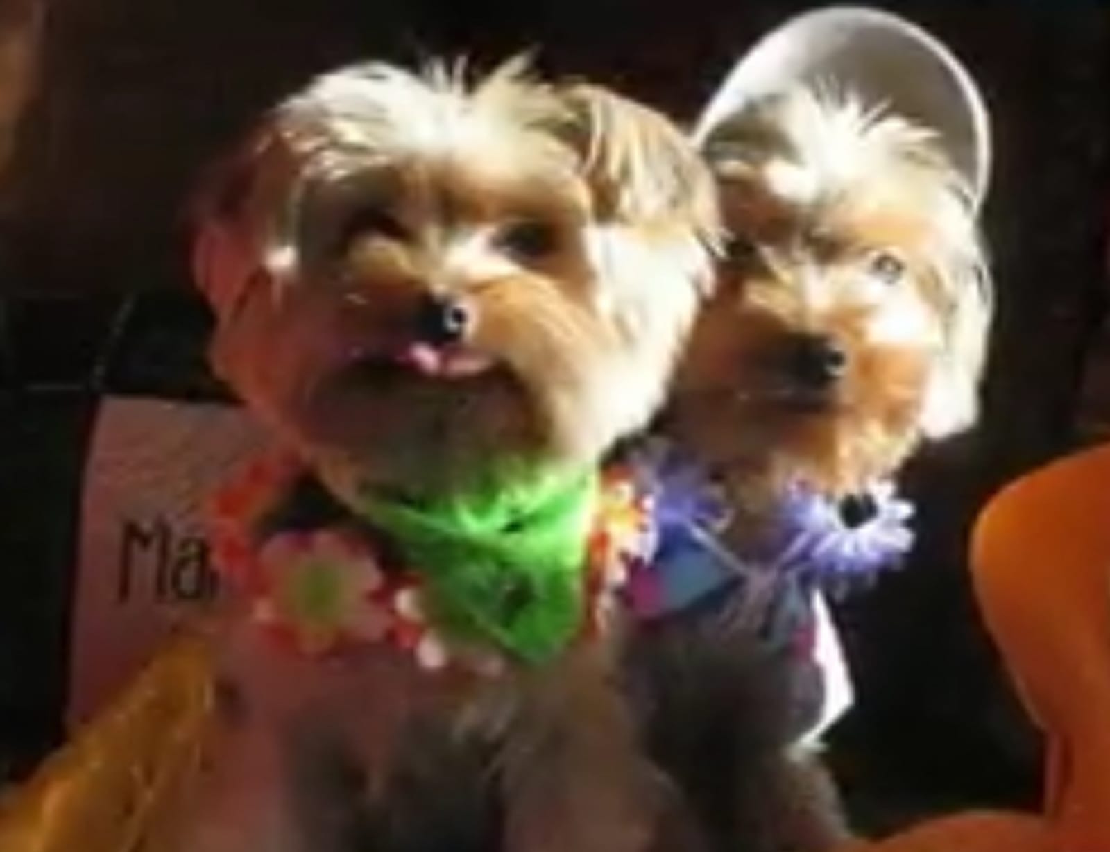 Petspiration Spotlight: Mickey & Minnie