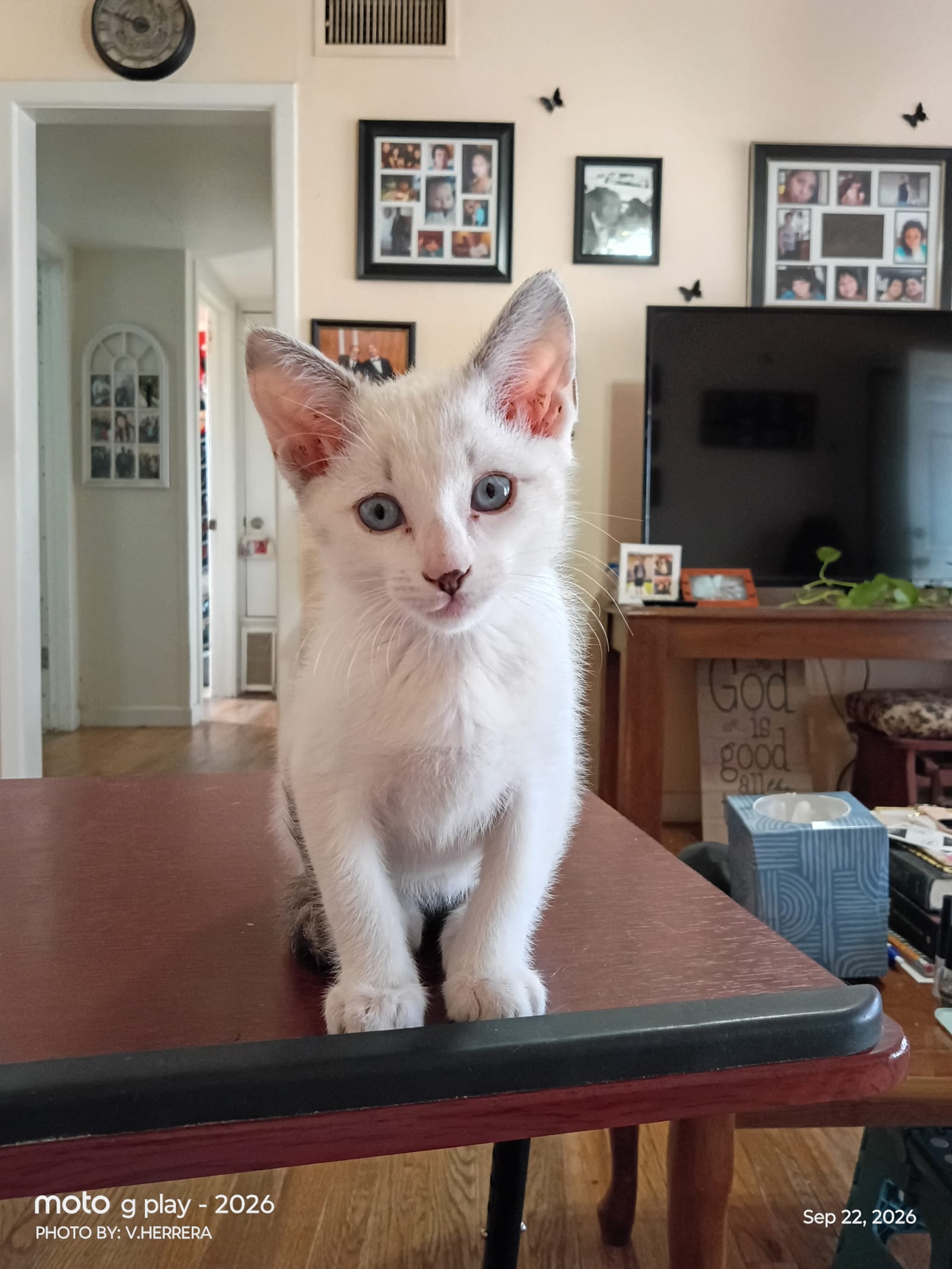 Petspiration Spotlight: Miklo (mee-chlō)