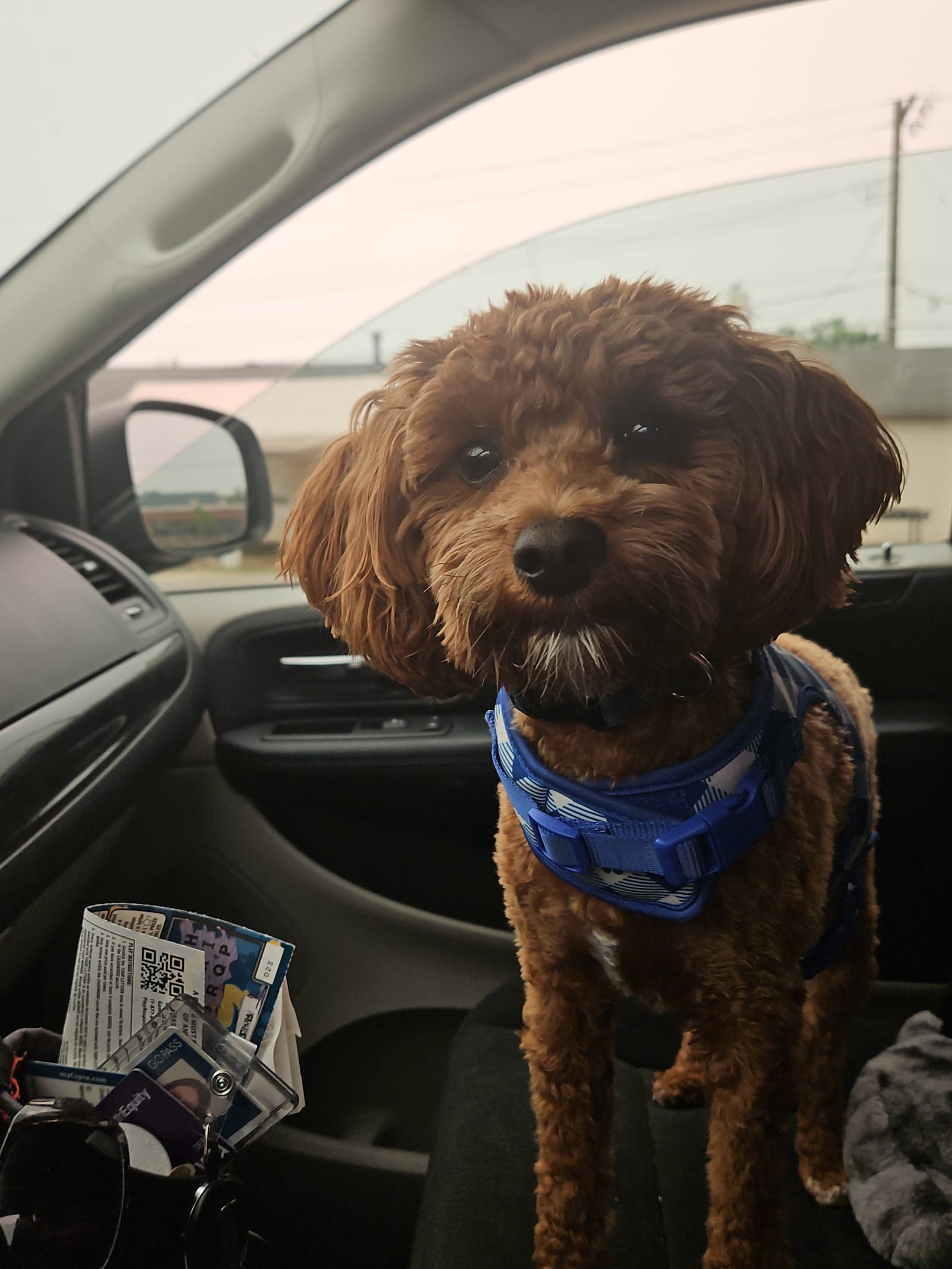 Petspiration Spotlight: Millie