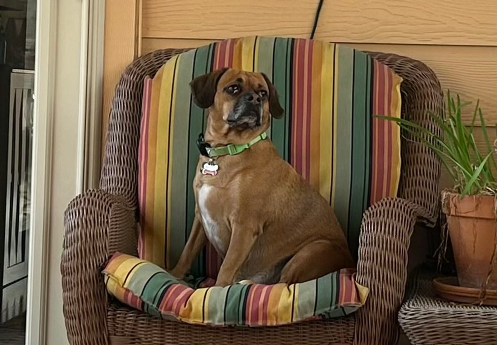 Petspiration Spotlight: Milo