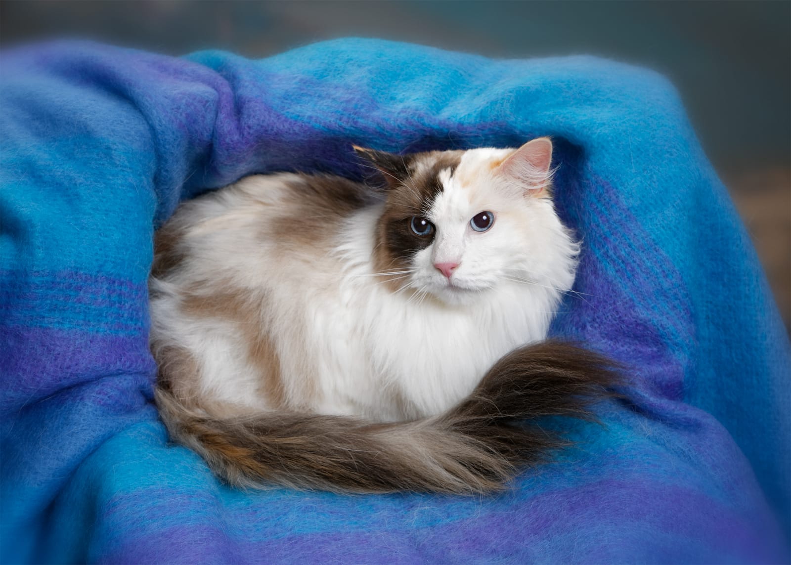 Petspiration Spotlight: Mindy