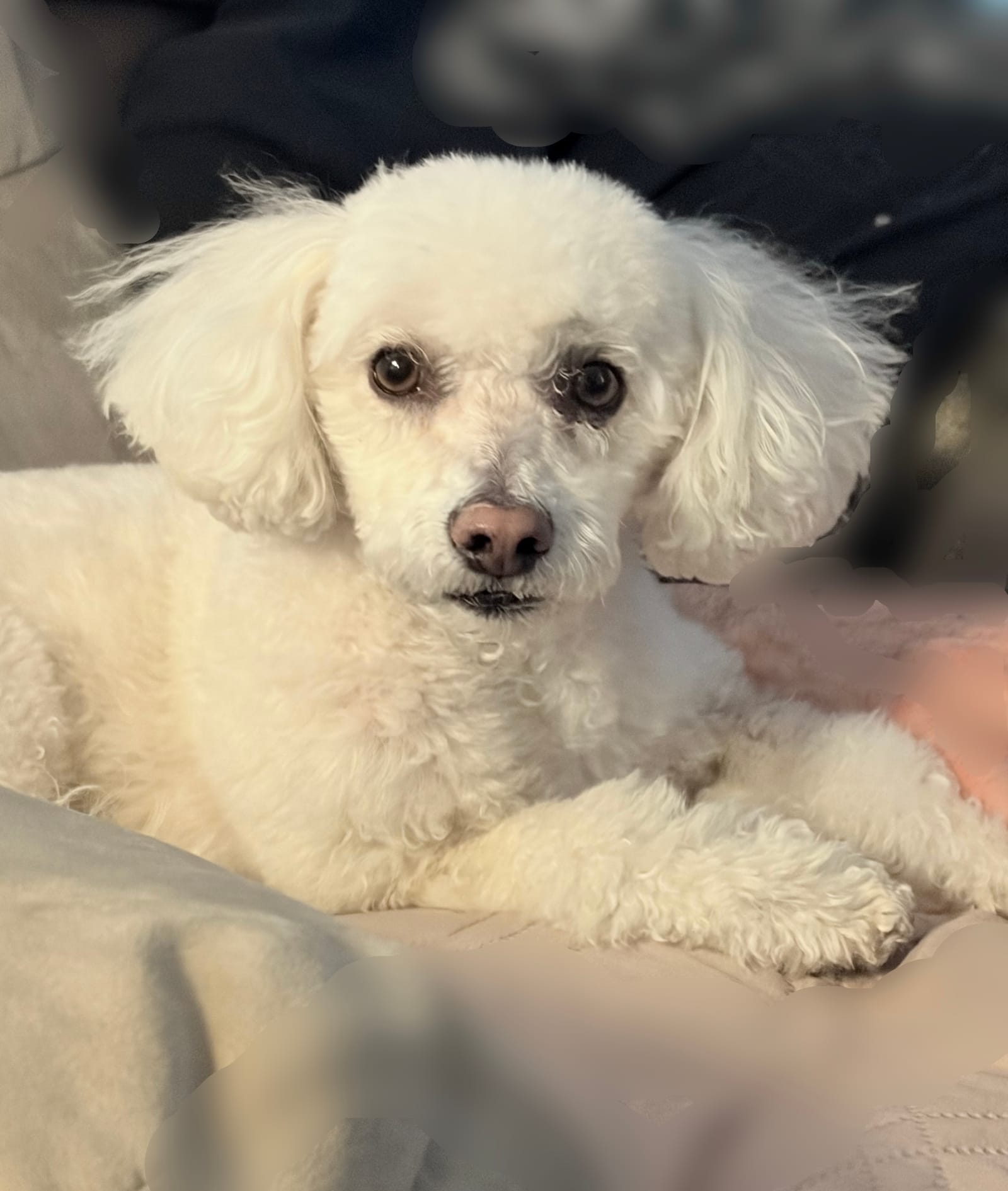 Petspiration Spotlight: Mindy