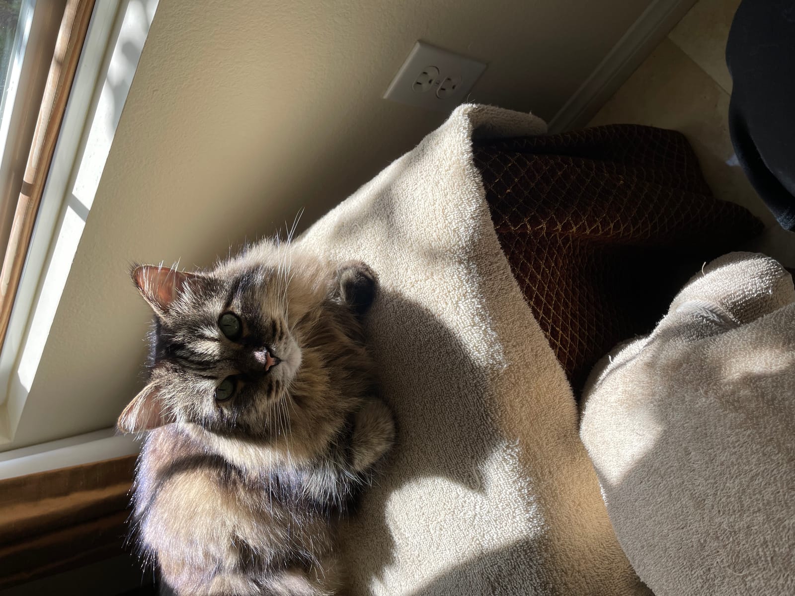 Petspiration Spotlight: Minnie
