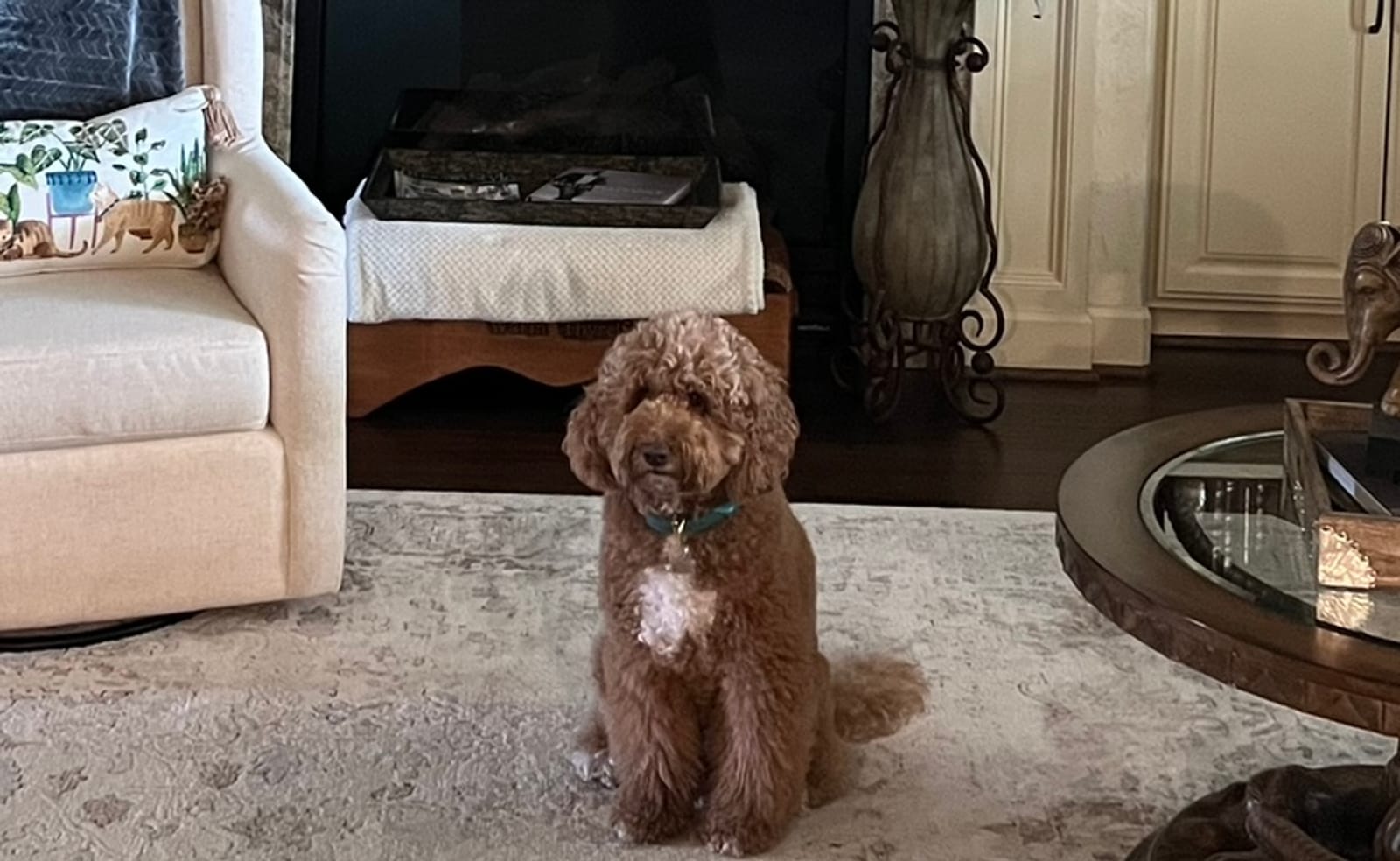 Petspiration Spotlight: Missy Rose