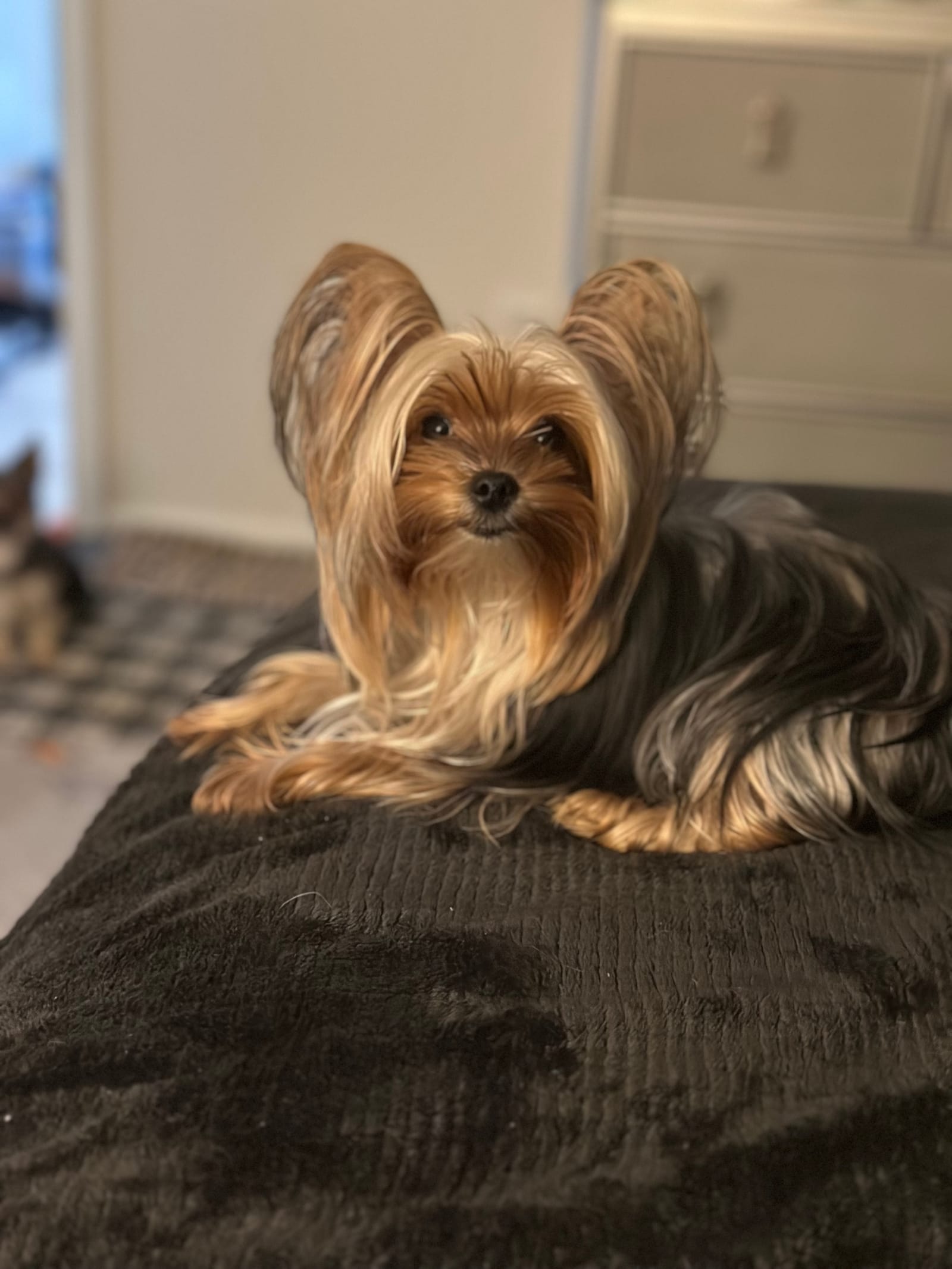 Petspiration Spotlight: Misty