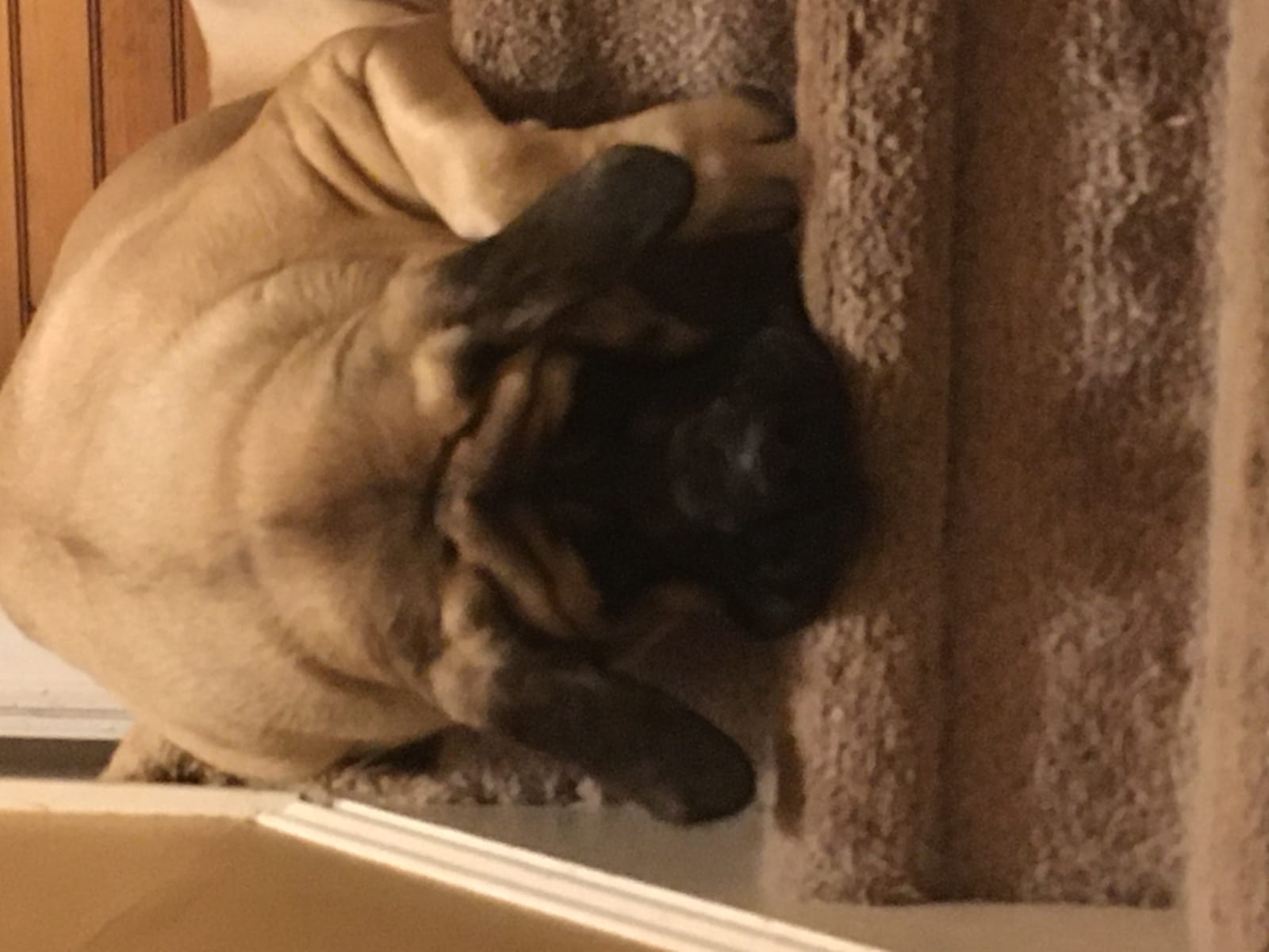 Petspiration Spotlight: Mochee