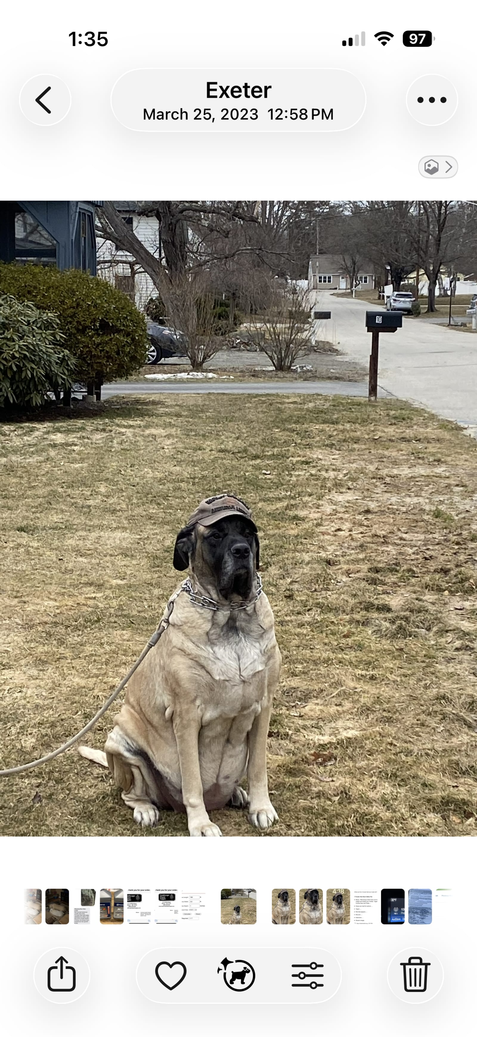 Petspiration Spotlight: Mochee