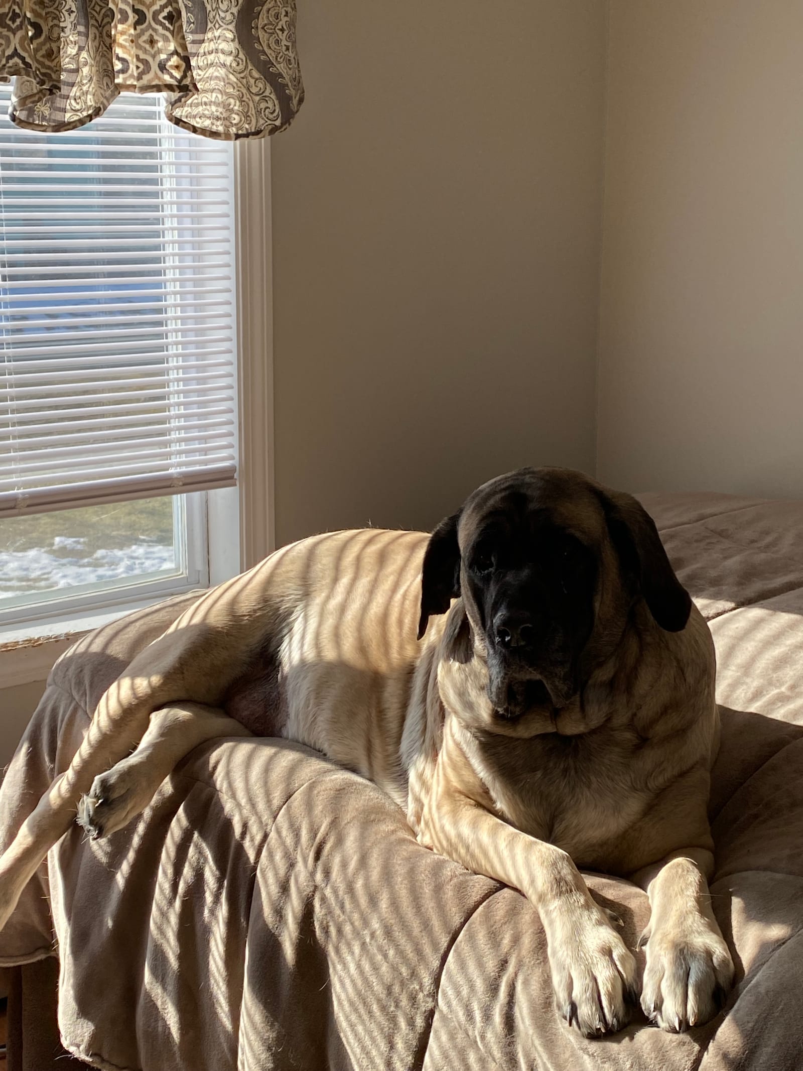 Petspiration Spotlight: Mochi
