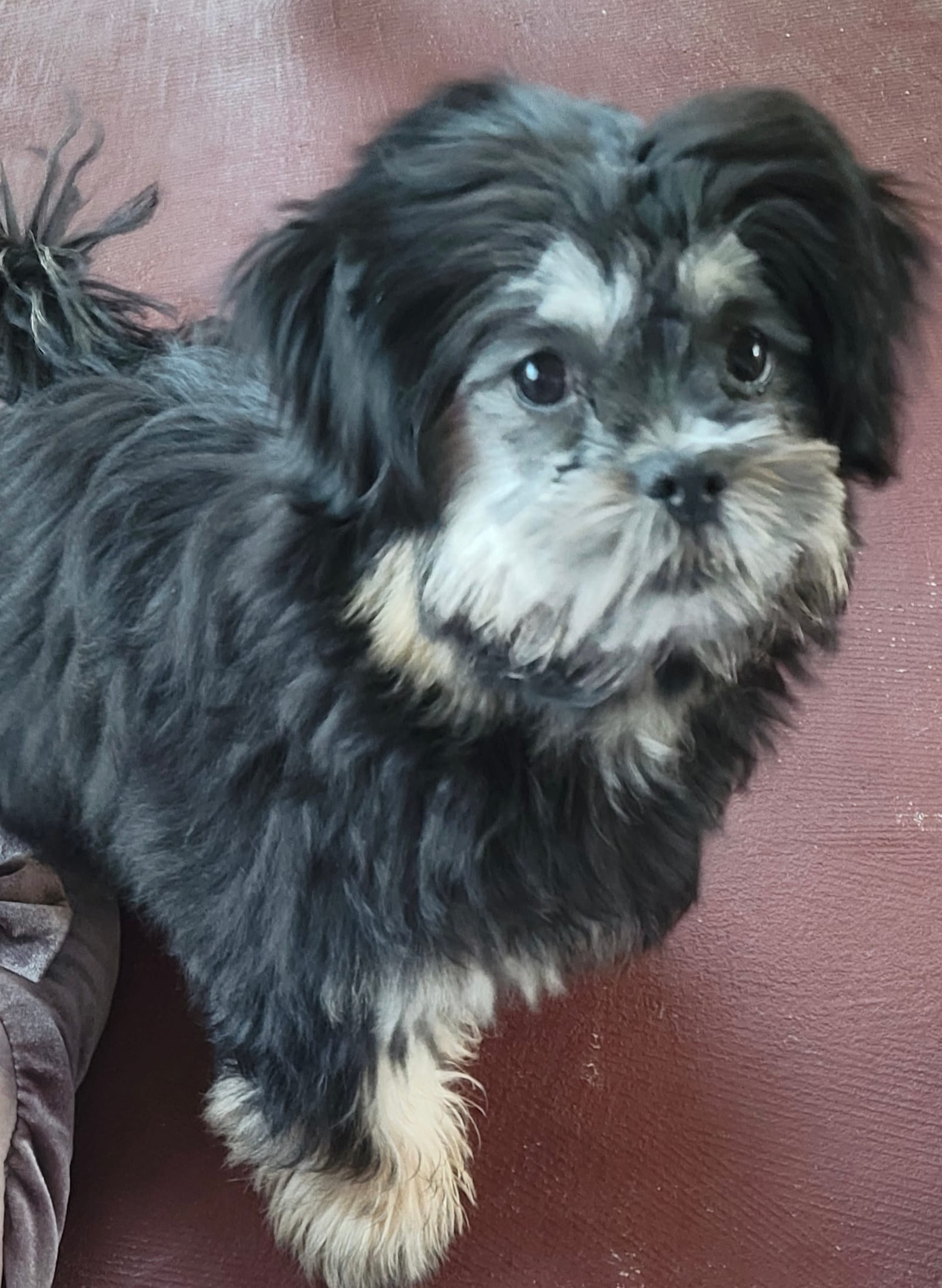 Petspiration Spotlight: Molly