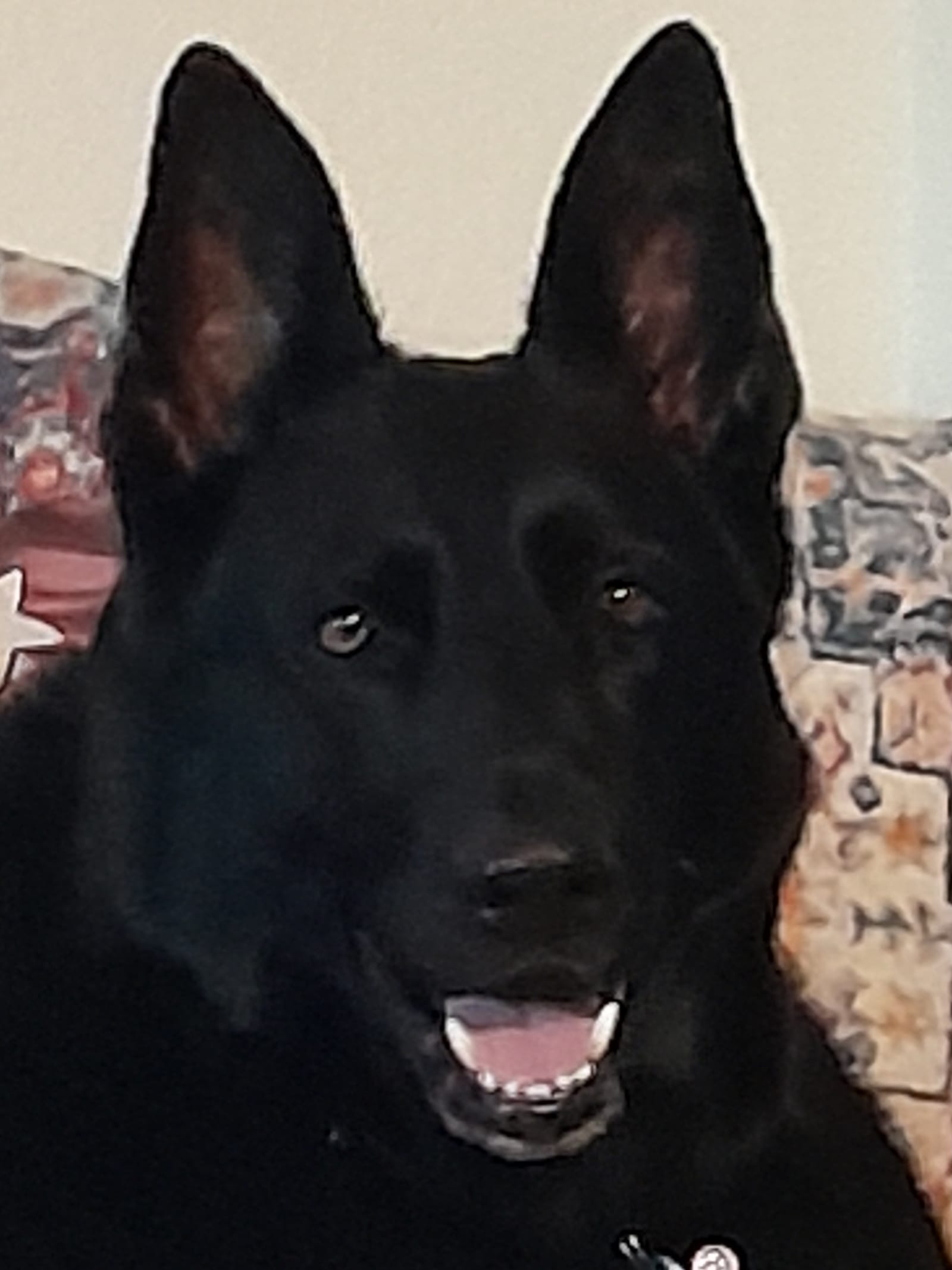 Petspiration Spotlight: Molly